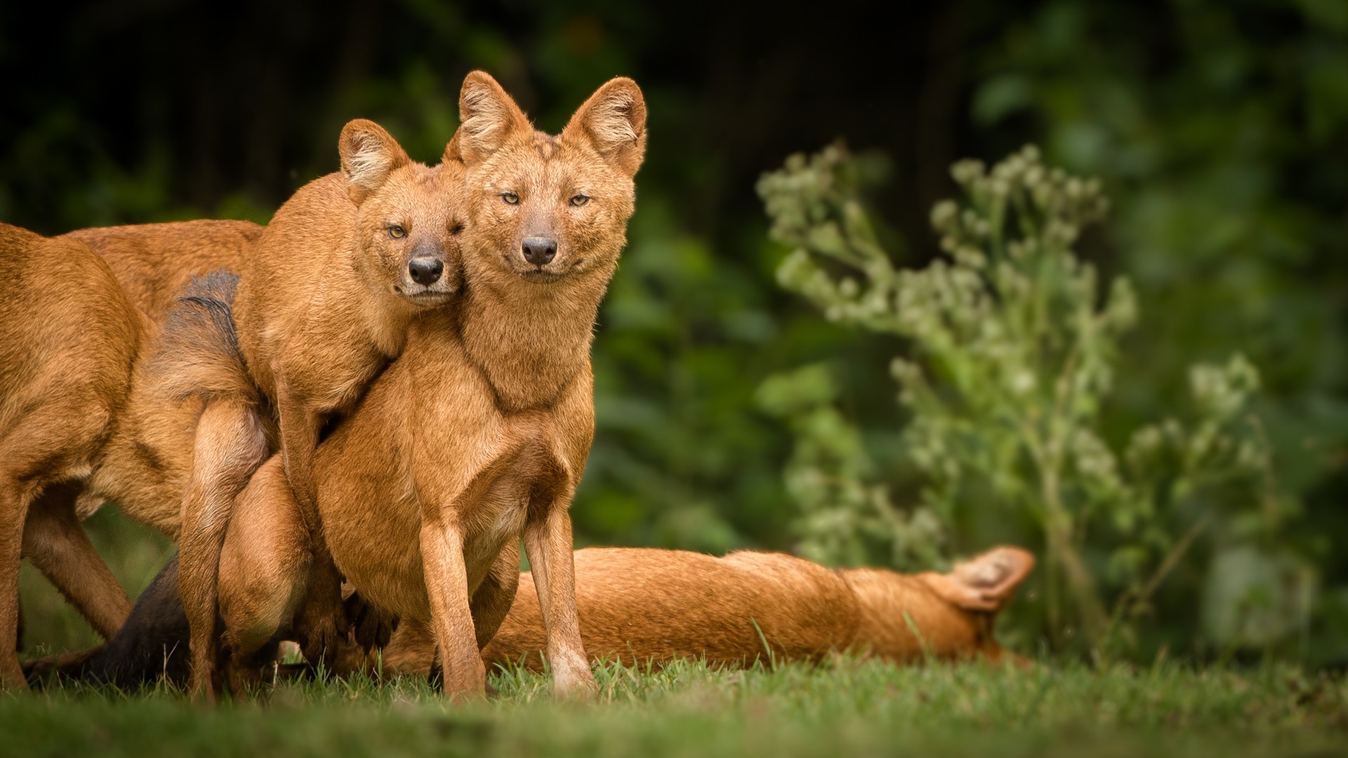 Dhone indanger x - In Danger | Nature inFocus