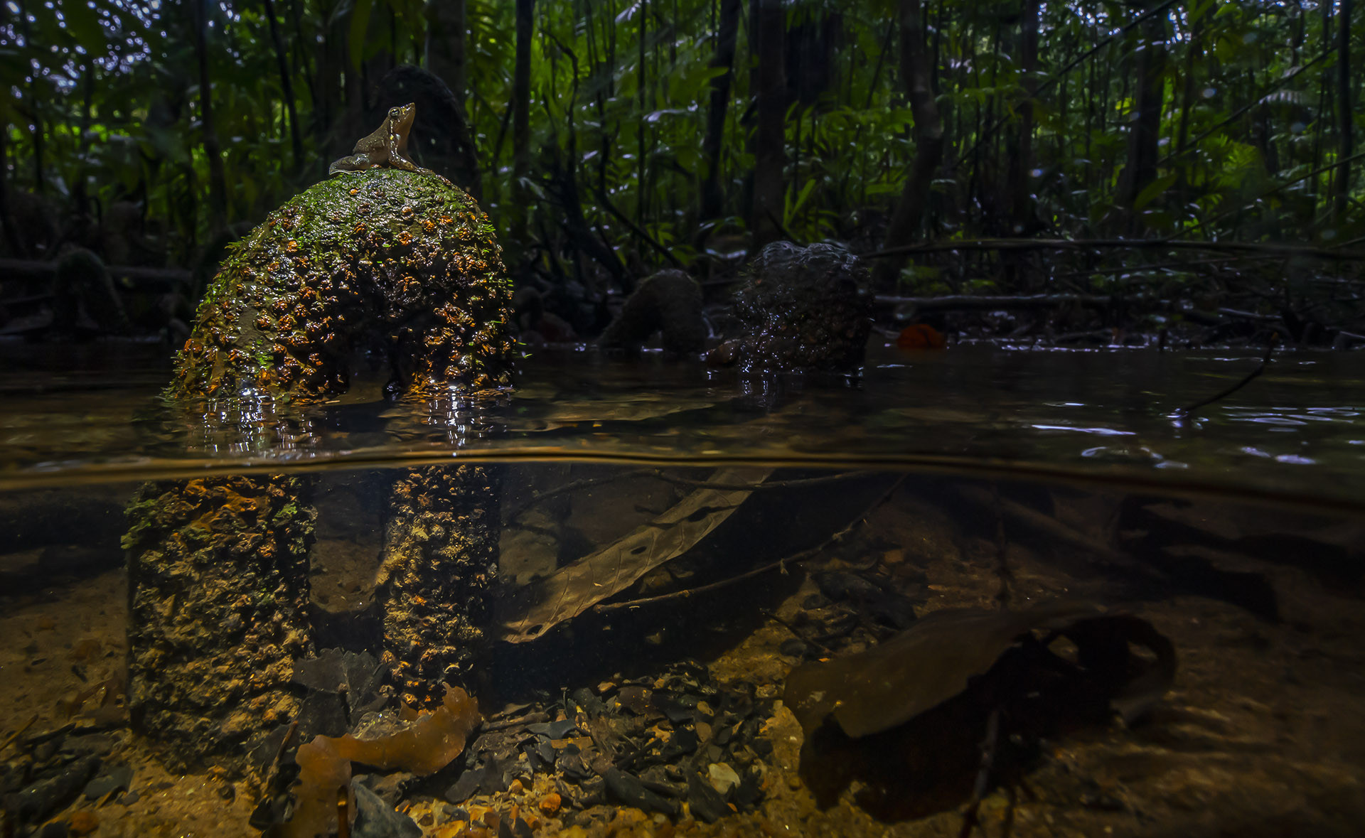 Kottigehar Dancing Frog on a myristica root