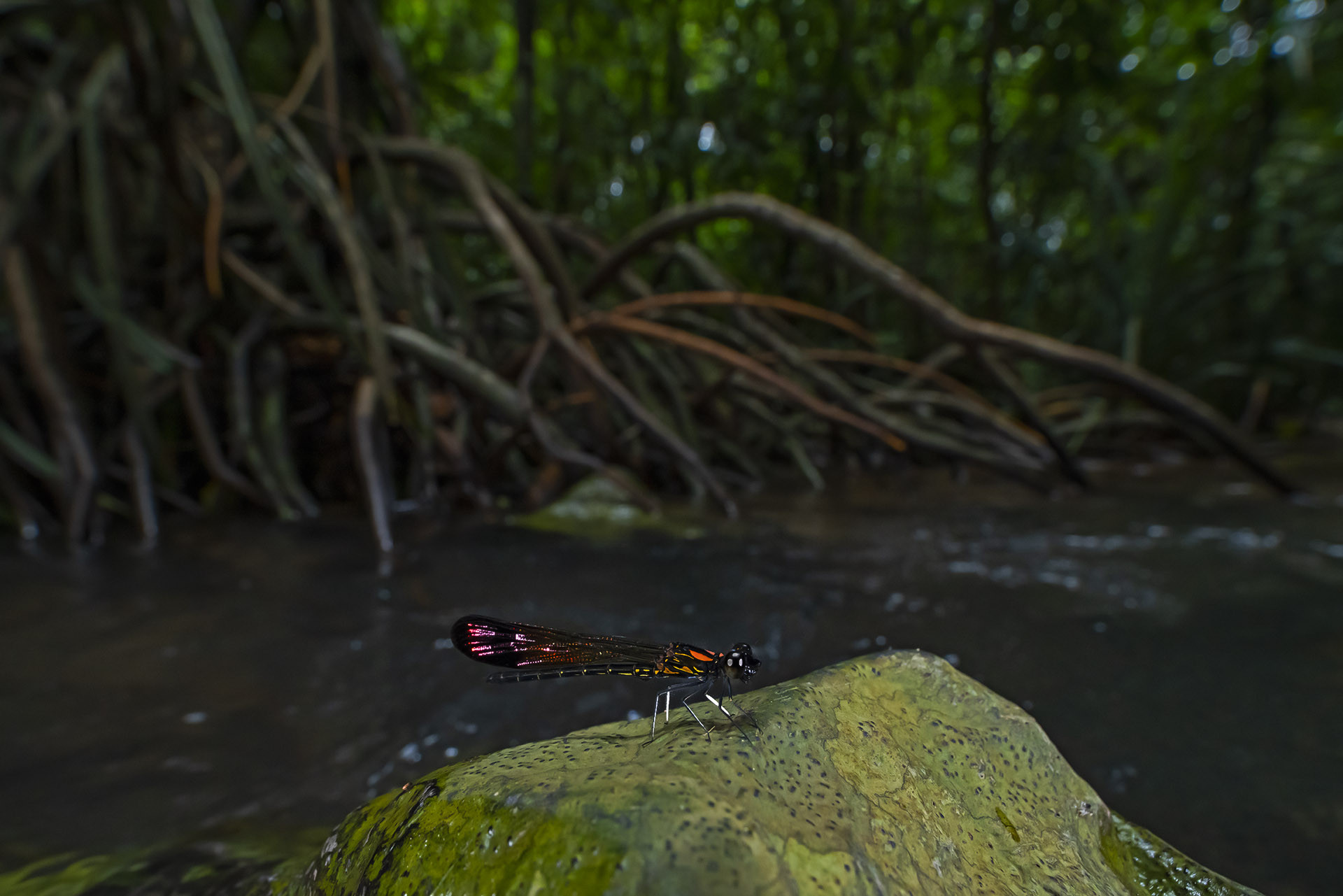 Stream Ruby (Heliocypha bisignata) in a myristica forest stream