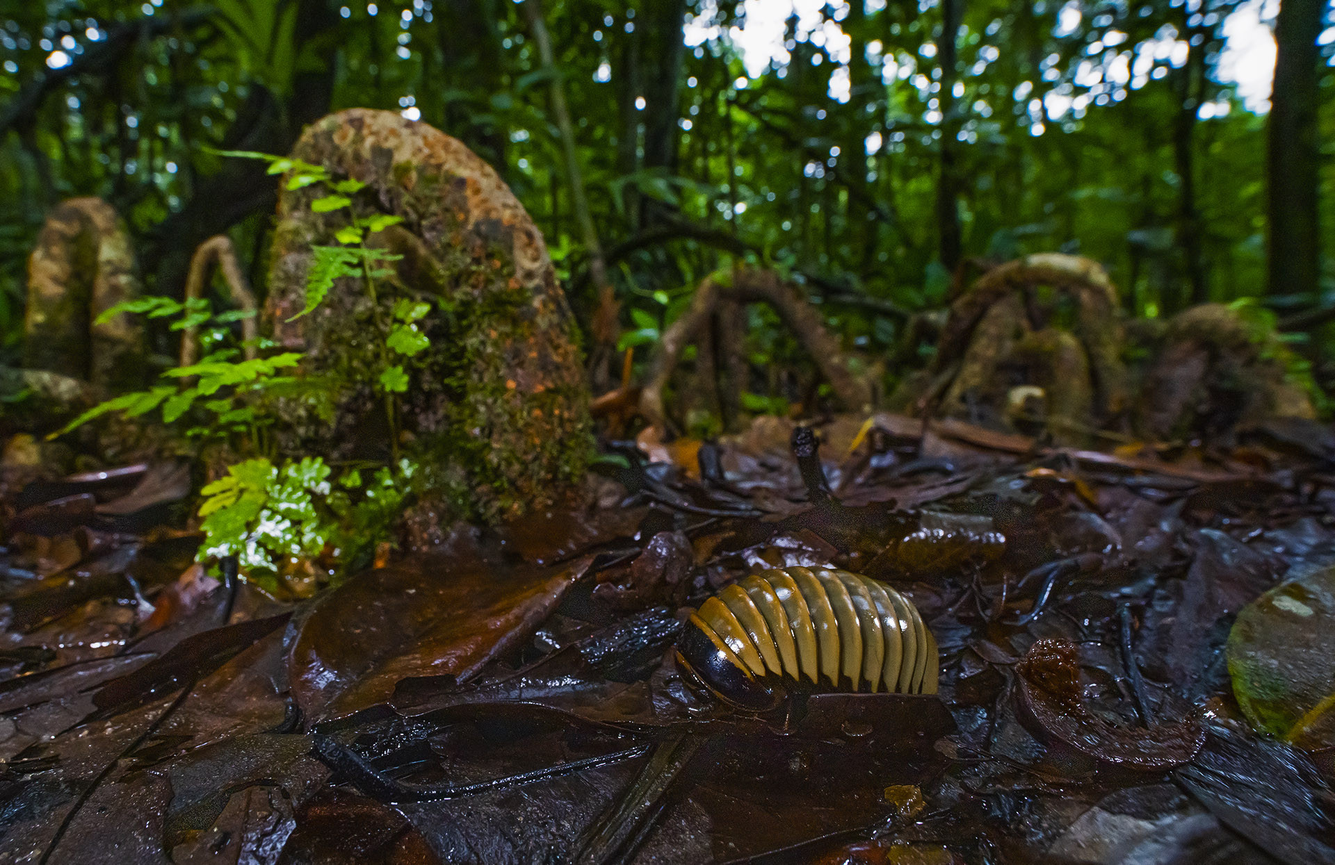 A pill millipede in the forest floor near knee roots in a myristica forest