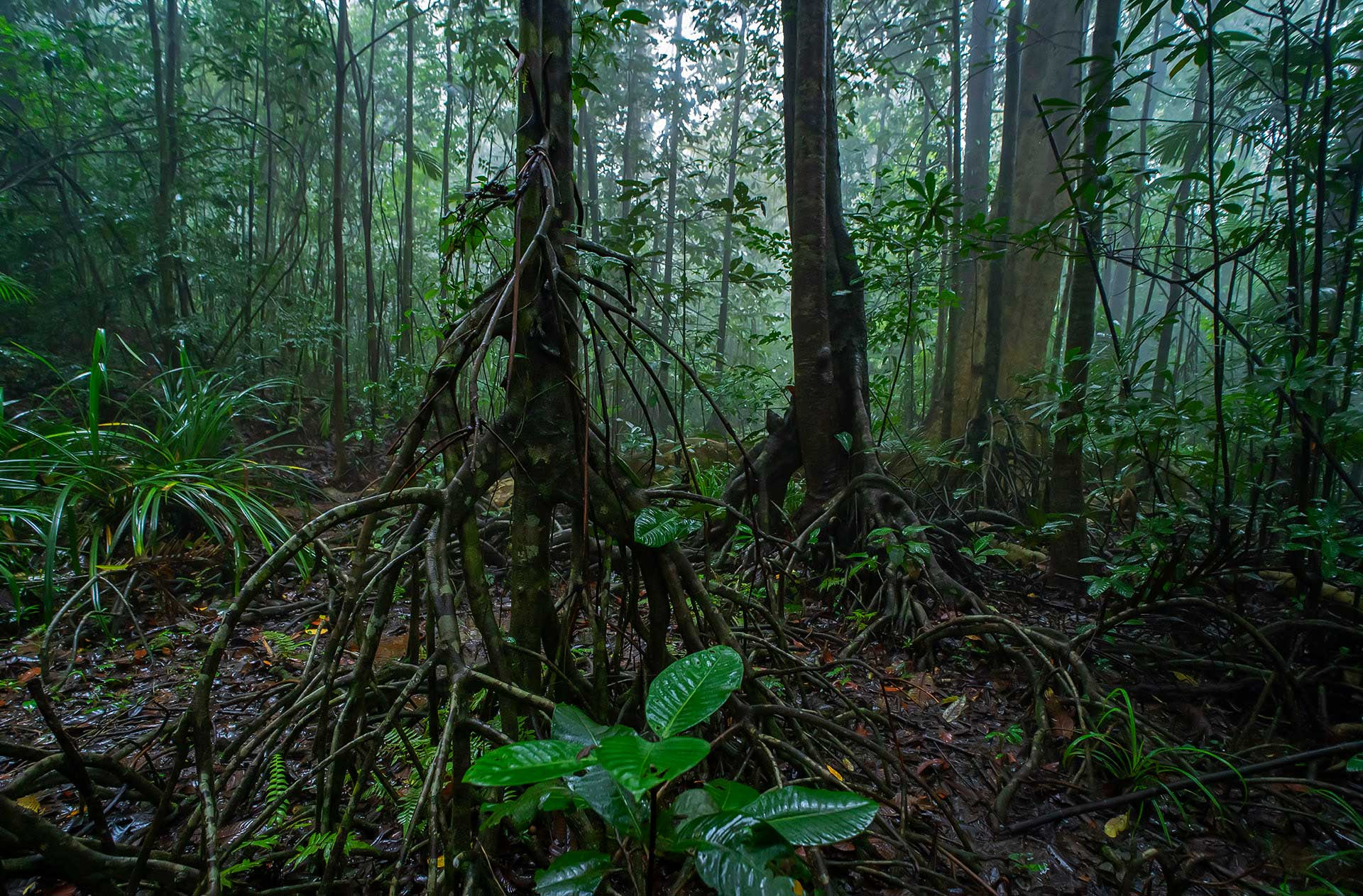 The stilt roots of trees in Myristica swamps