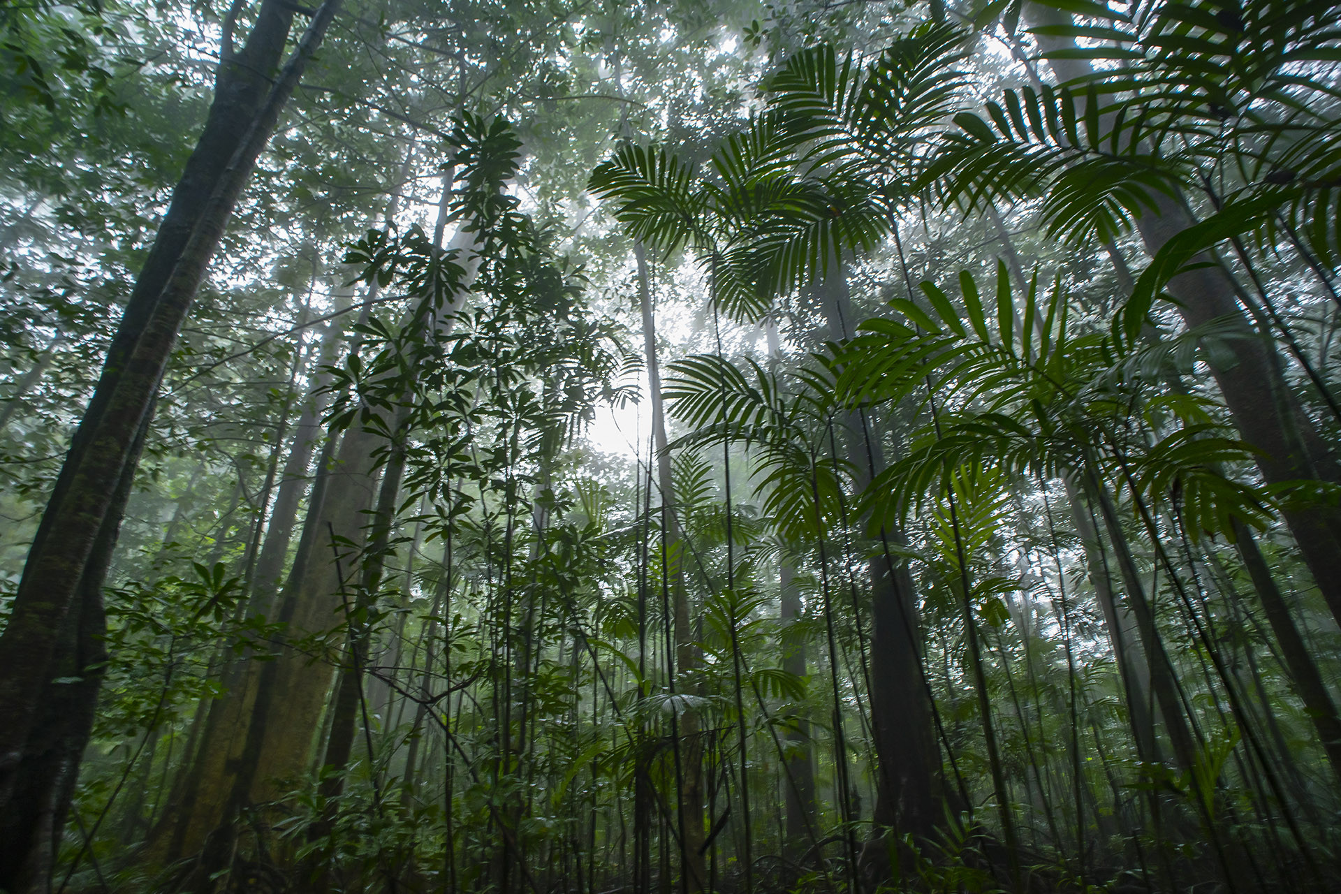 Plants in a myristica swamp forest in the Western Ghats