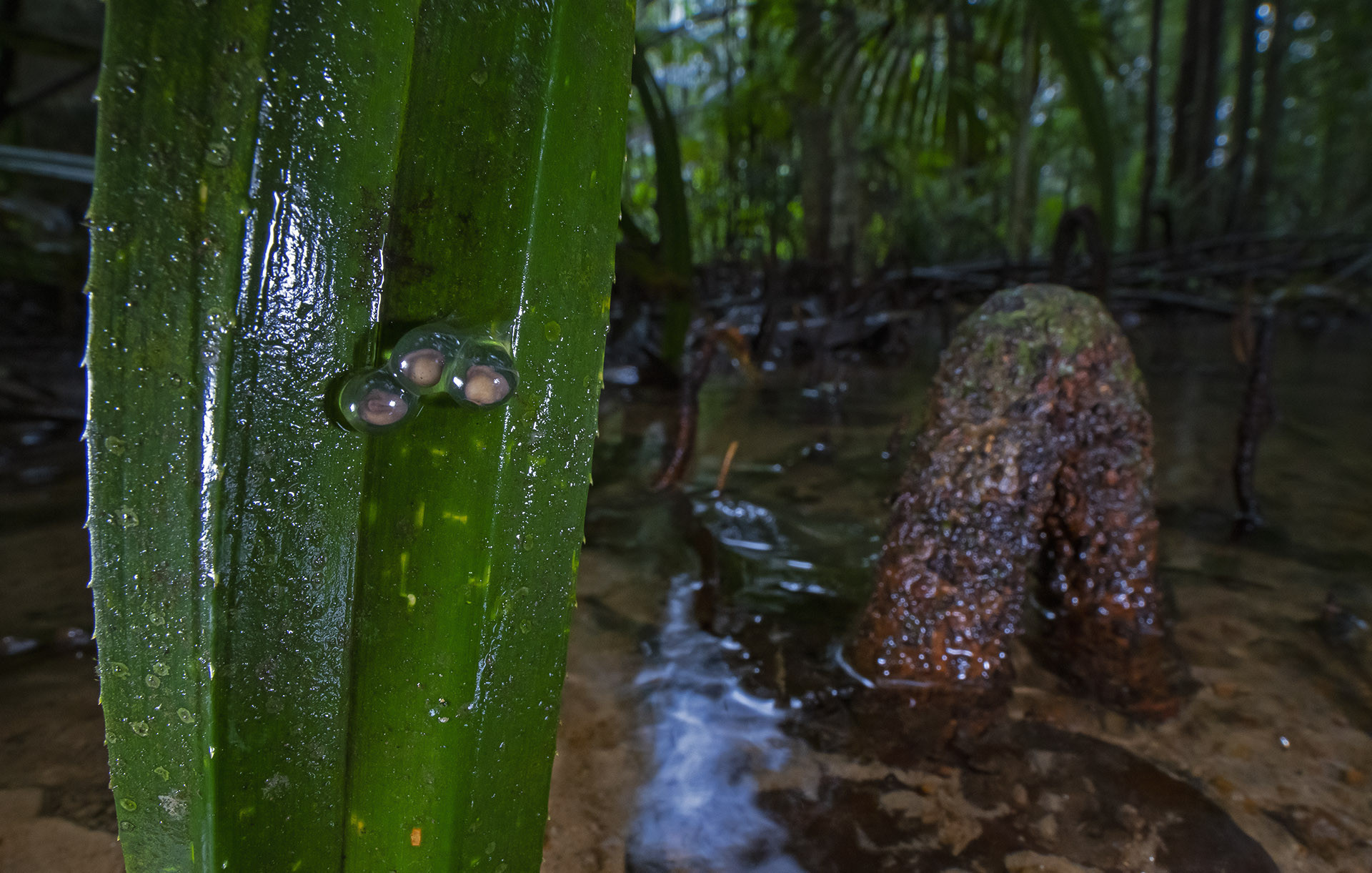Eggs of a Kempholey Night Frog (Nyctibatrachus kempholeyensis) in a myristica forest swamp
