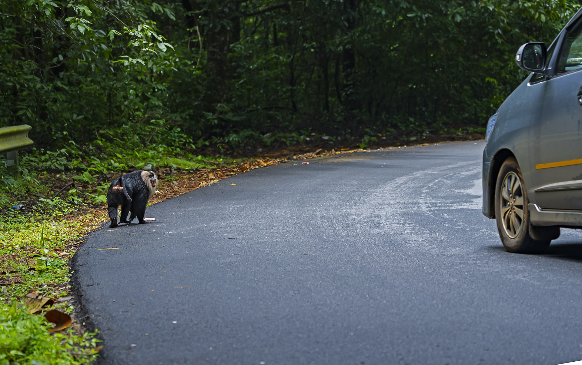 Lion tailed macaque crossing the road near a Myristica forest
