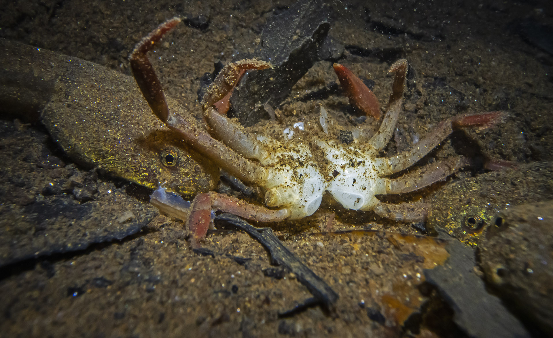 Tadpoles of the Kumbara Night Frog (Nyctibatrachus kumbara) feed on a dead freshwater crab