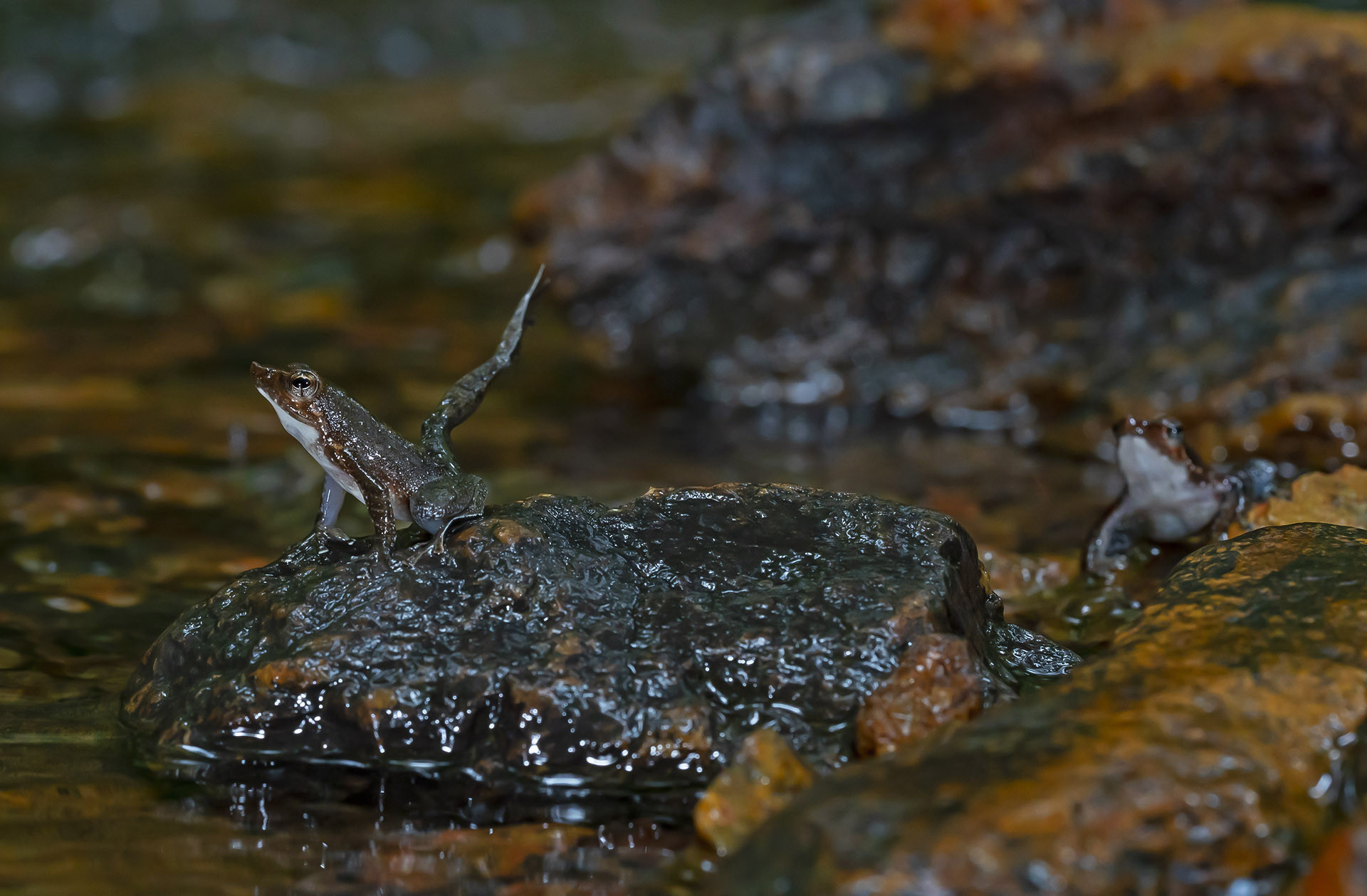 Kottigehar Dancing Frog (Micrixalus kottigeharensis) in a myristica forest stream