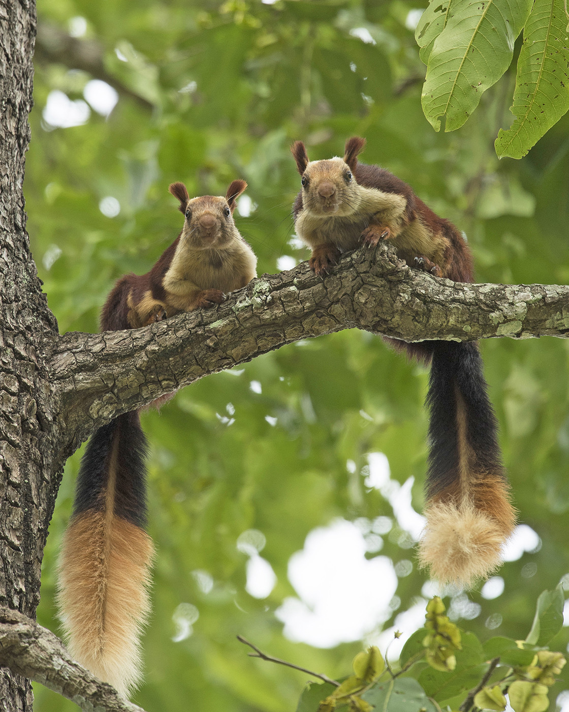 A pair of Malabar Giant Squirrels in Kabini