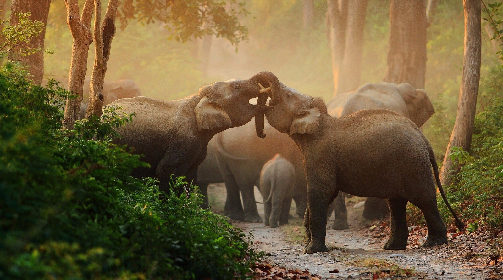 Young tusker elephants play fighting in Corbett National Park