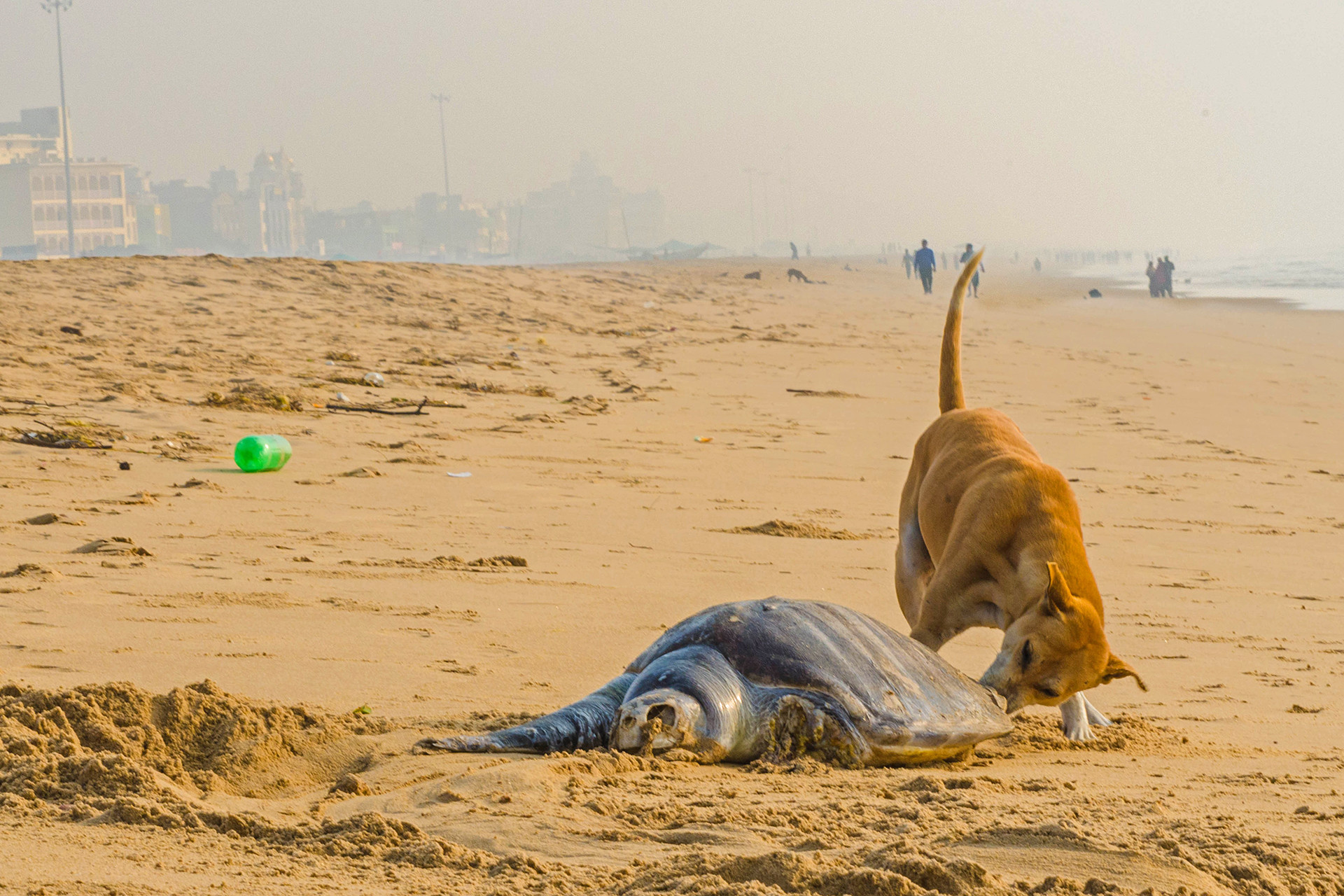 Feral dog feeding on a dead olive ridley sea turtle