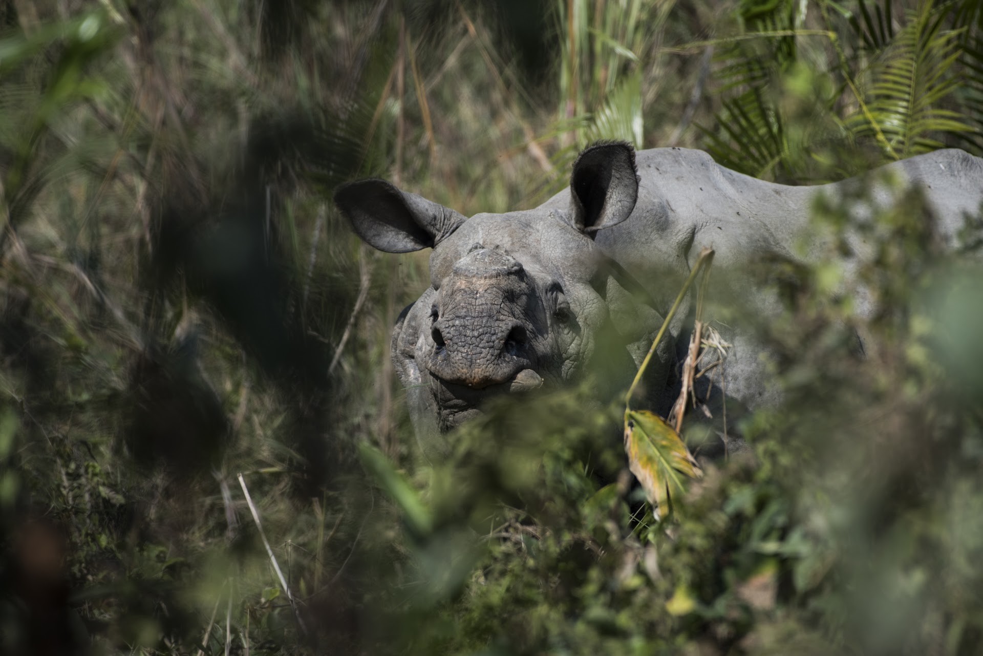 Dsc - Six Life Lessons From Rhinos | Nature inFocus