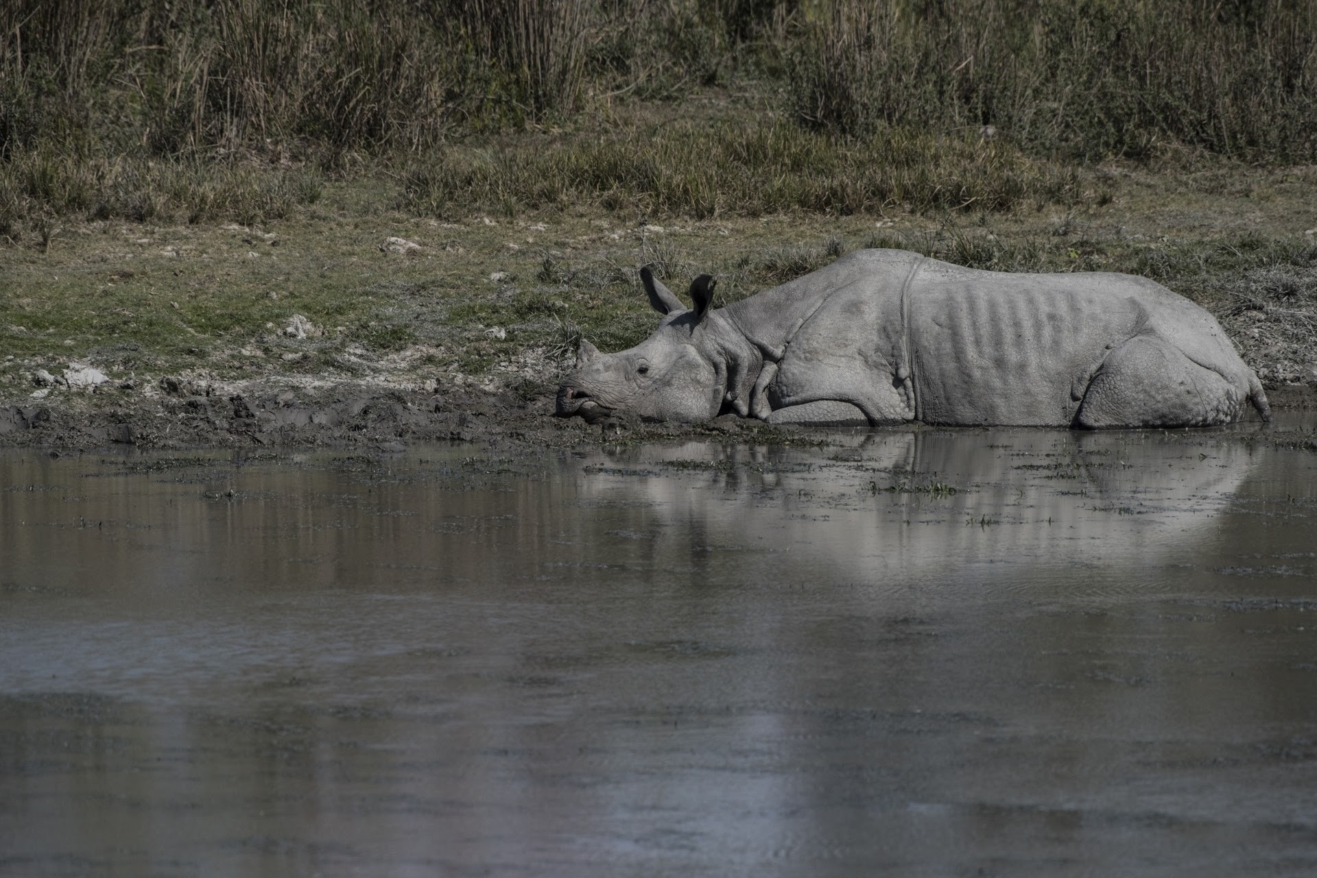 Dsc - Six Life Lessons From Rhinos | Nature inFocus