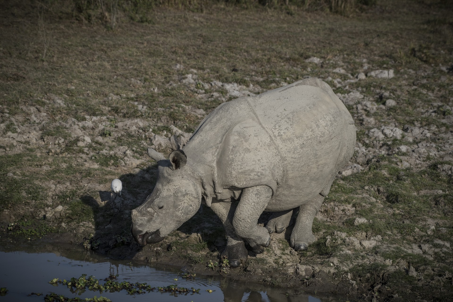 Dsc - Six Life Lessons From Rhinos | Nature inFocus
