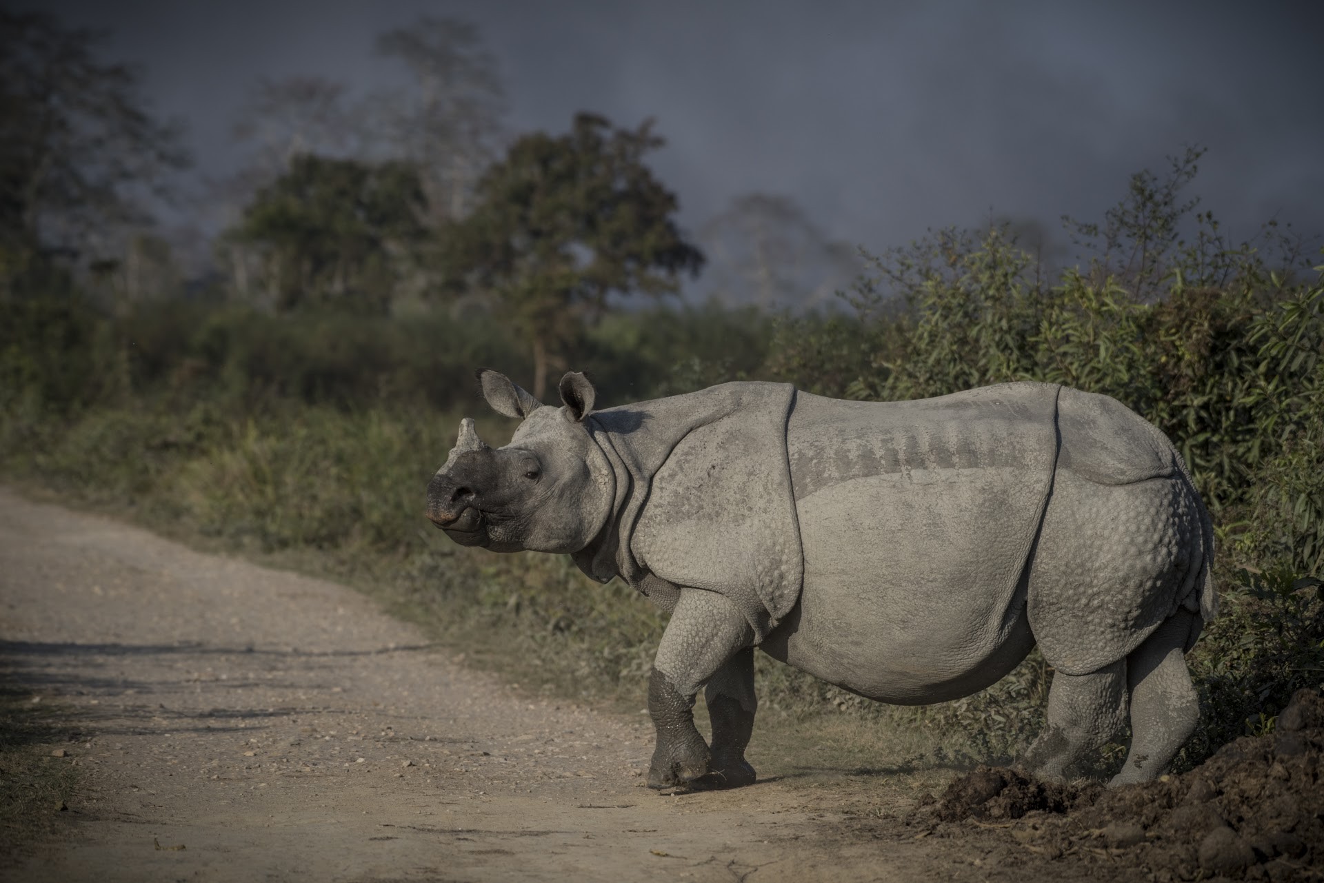 Dsc - Six Life Lessons From Rhinos | Nature inFocus