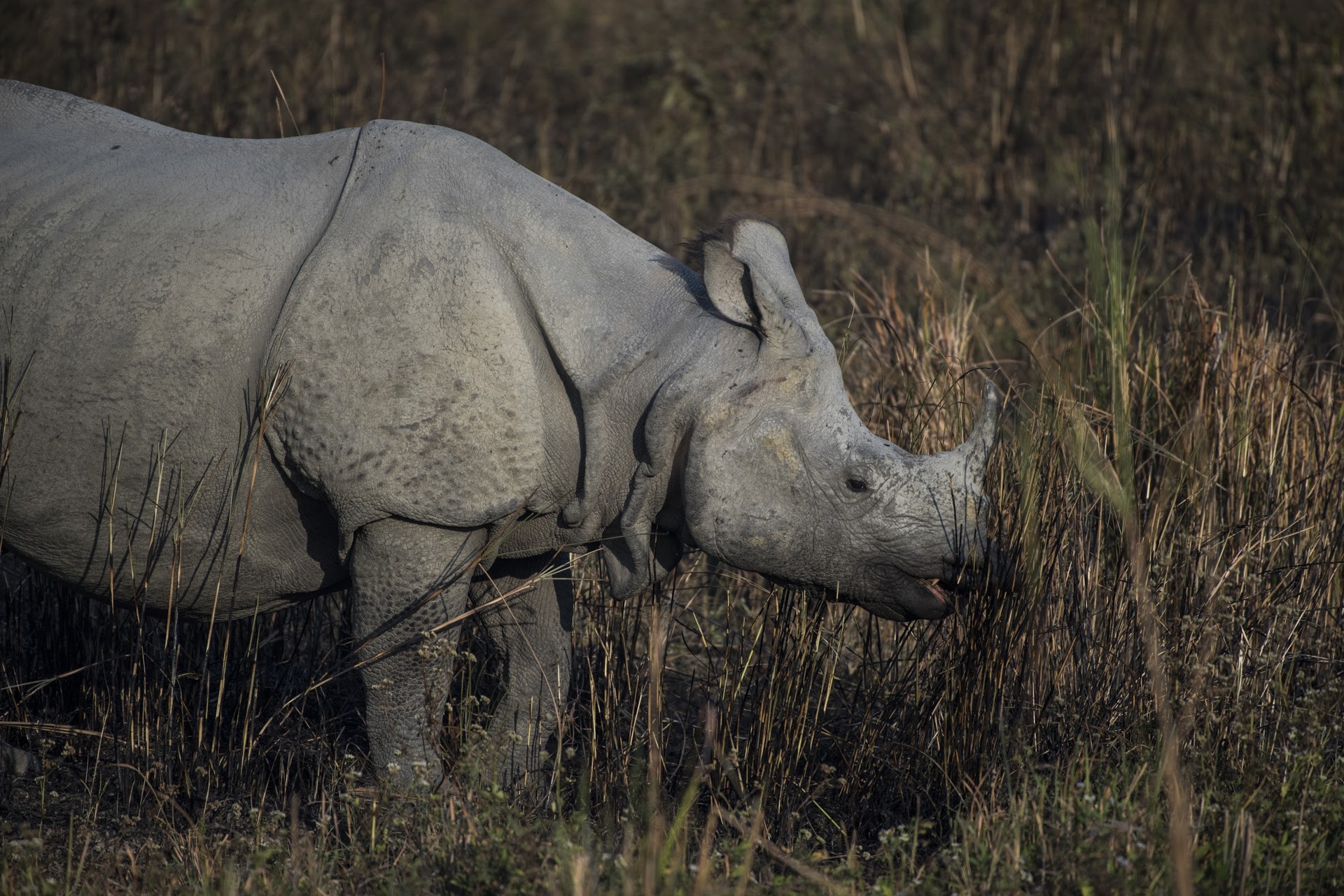 Dsc - Six Life Lessons From Rhinos | Nature inFocus