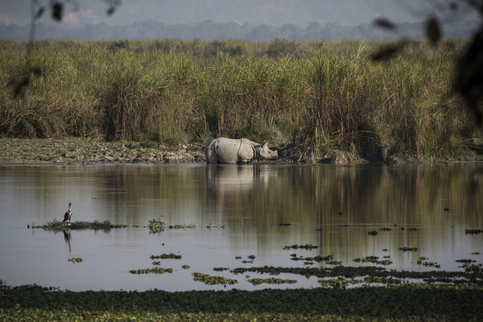 Dsc - Six Life Lessons From Rhinos | Nature inFocus