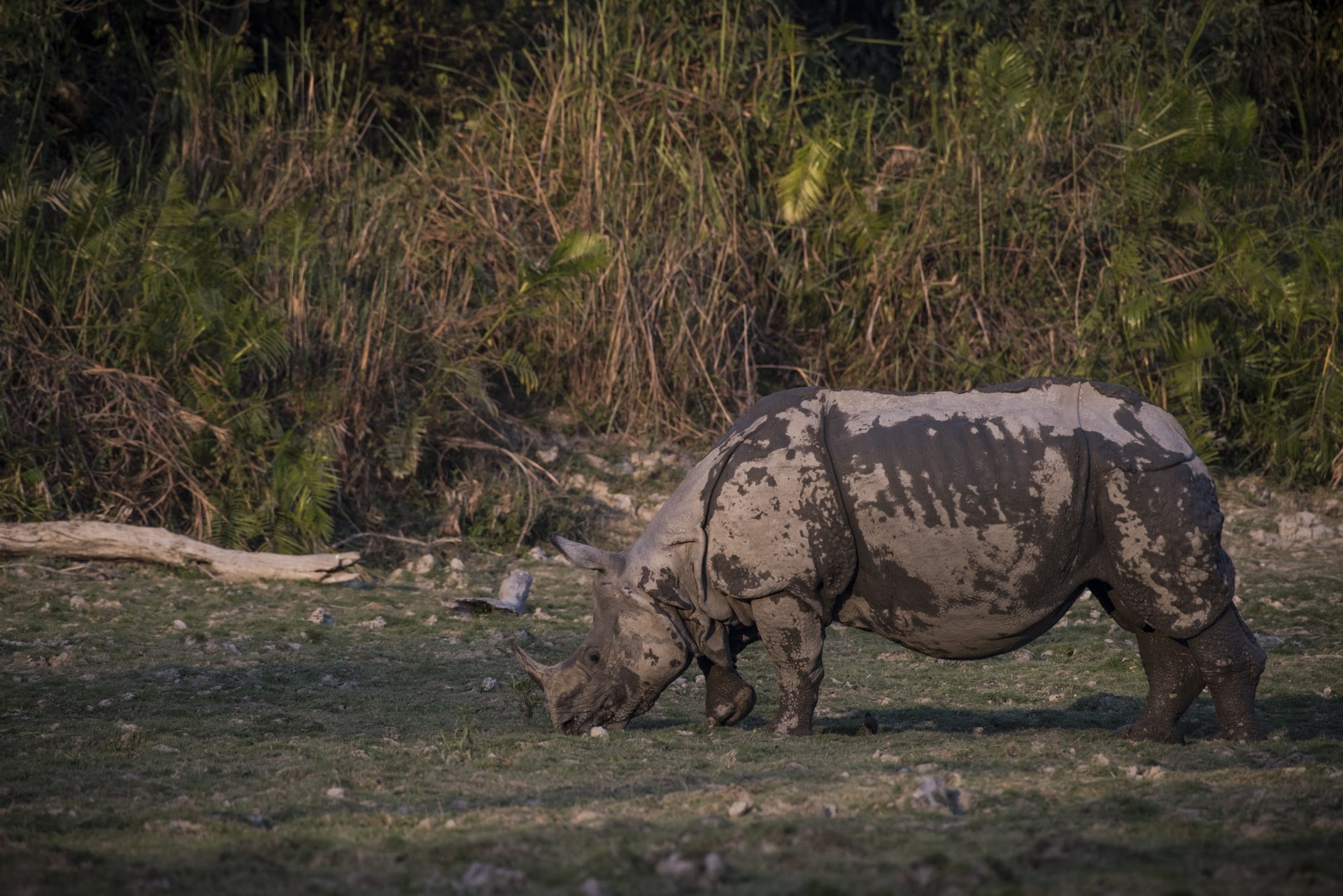 Dsc - Six Life Lessons From Rhinos | Nature inFocus