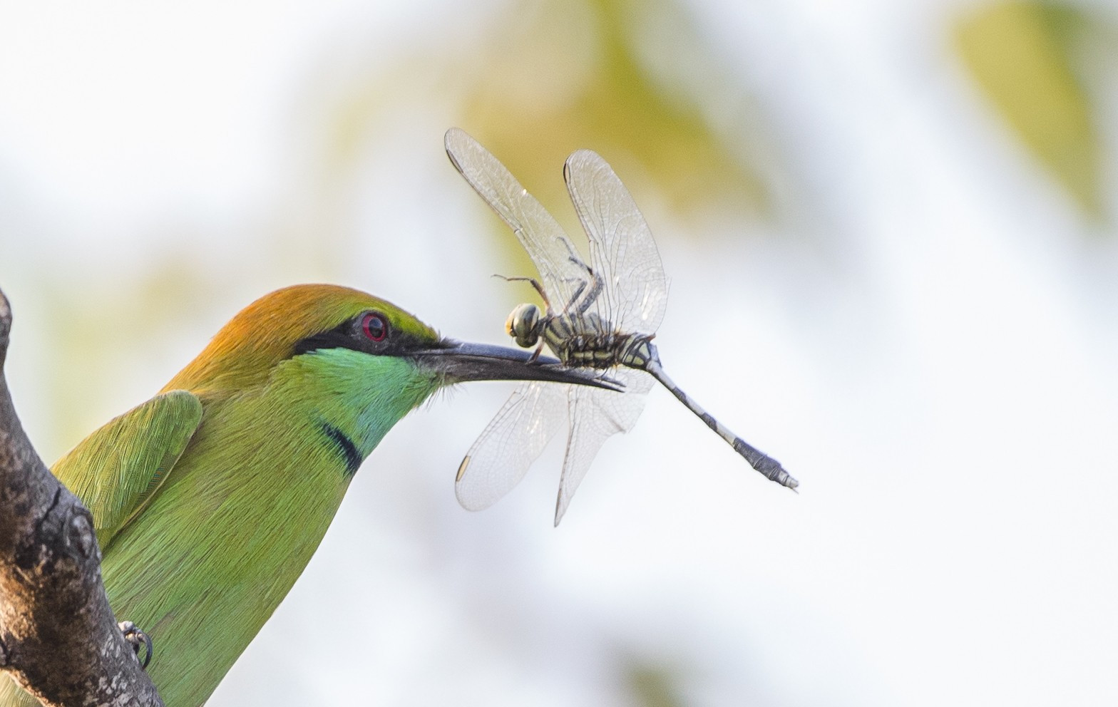 Dsc | Nature Infocus