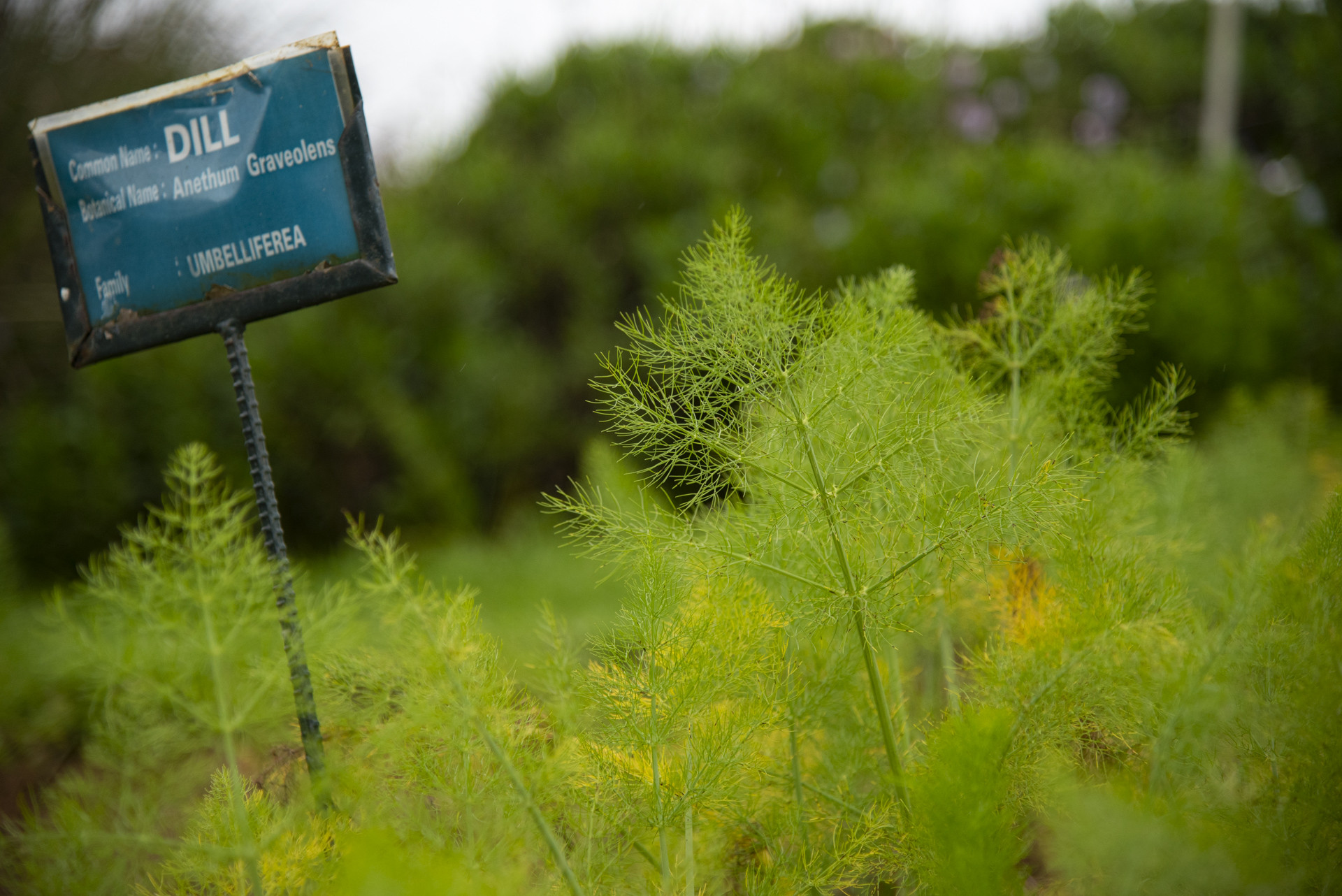 Dsc      pp - Destiny Farm Stay: A Slice Of Heaven In The Nilgiris | Nature inFocus