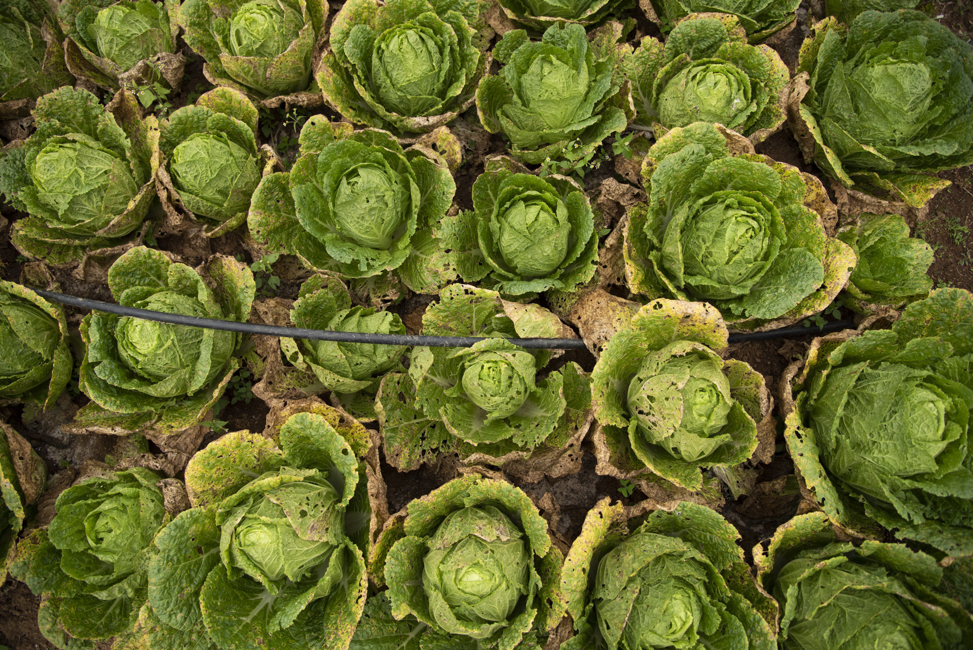 Dsc      pp - Destiny Farm Stay: A Slice Of Heaven In The Nilgiris | Nature inFocus