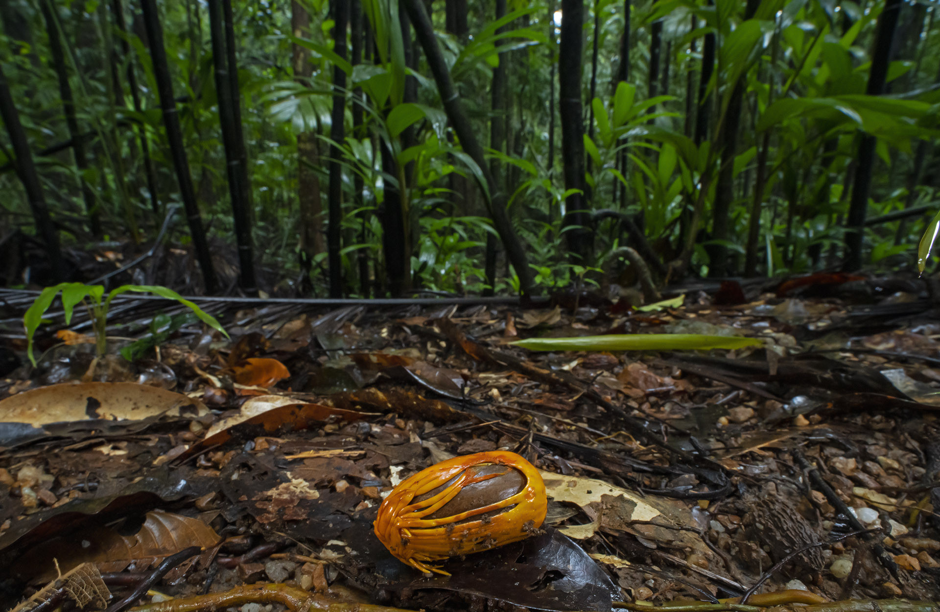 Seeds of myristica plant species on the forest floor