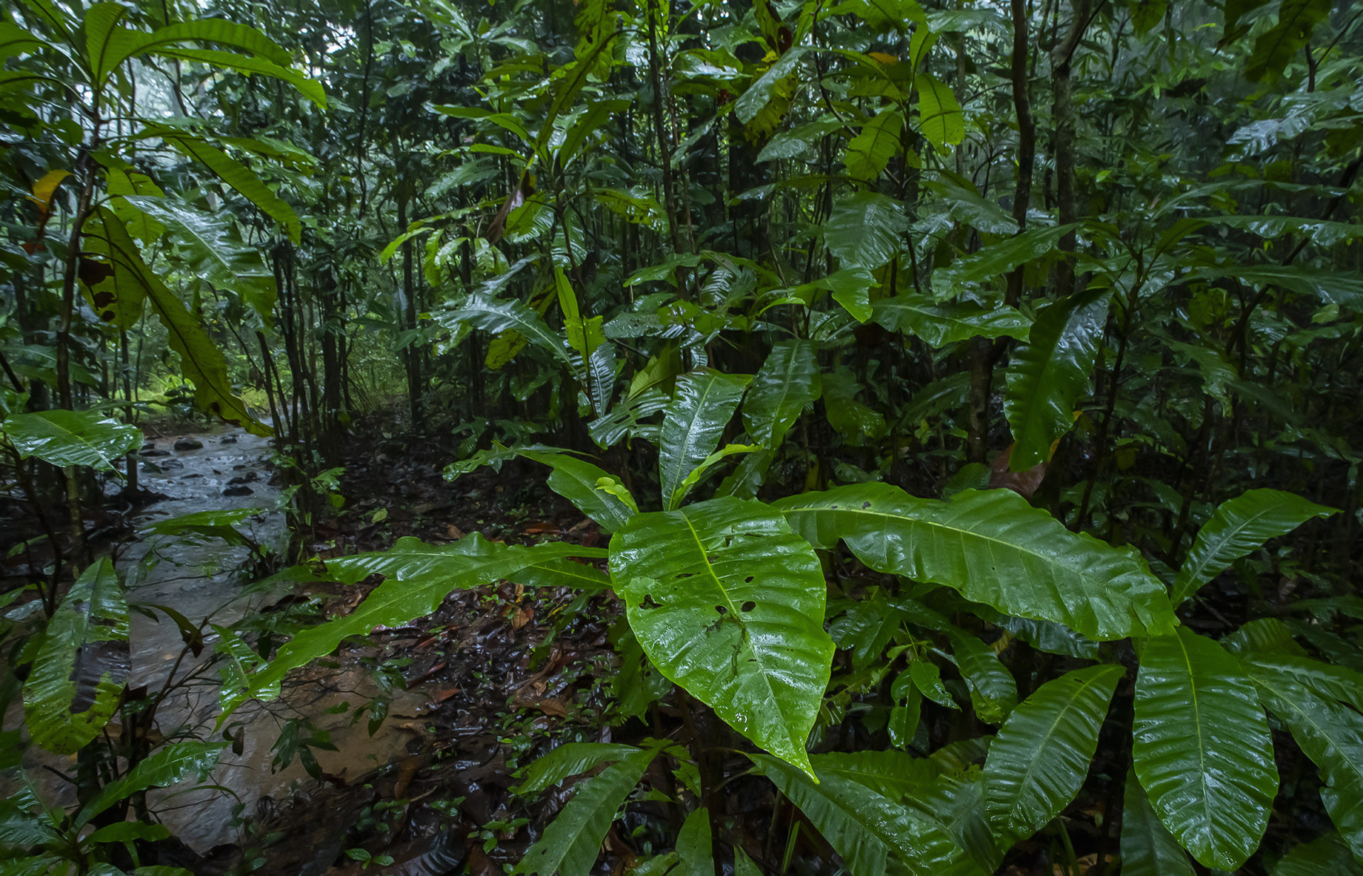 Semecarpus kathalekanensis is a critically endangered myristica tree species 