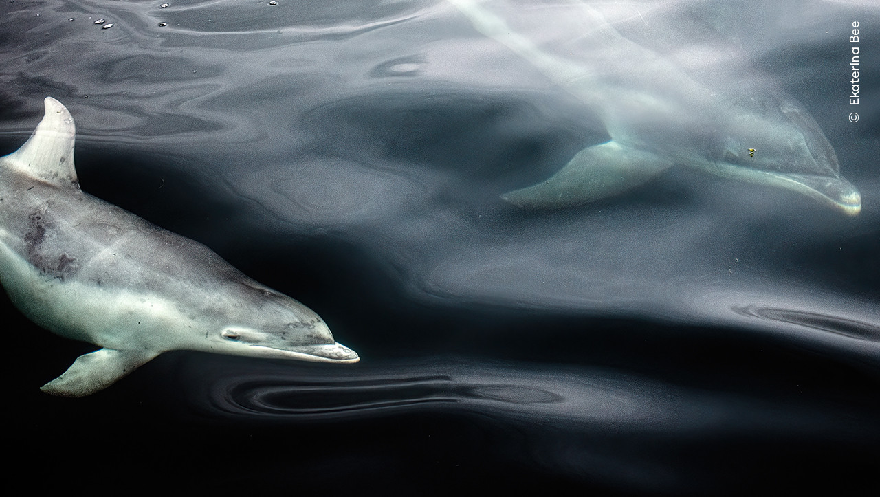   Ekaterina Bee  Wildlife Photographer of the Year | Nature Infocus