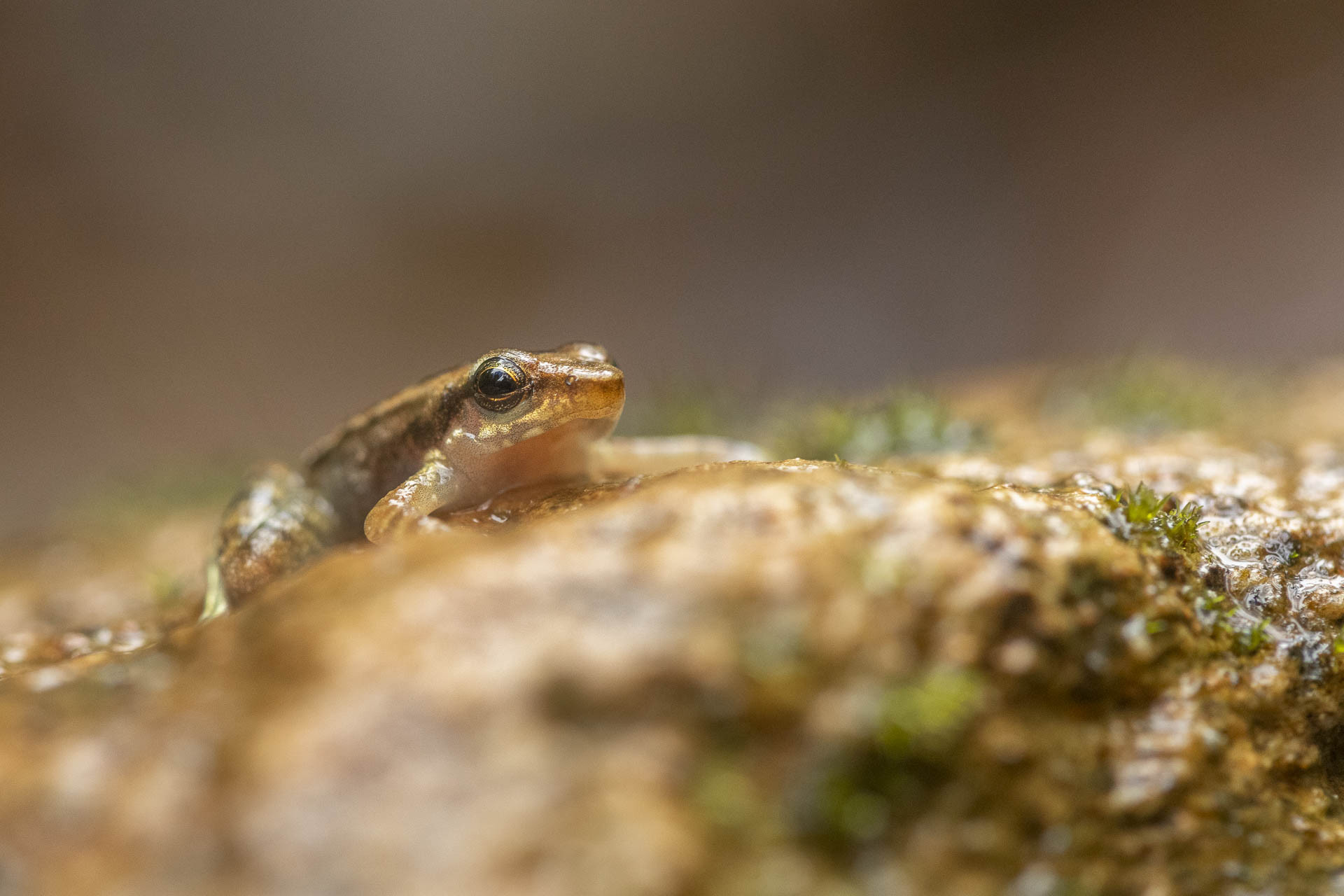 Elegant Dancing Frog Micrixalus elegans