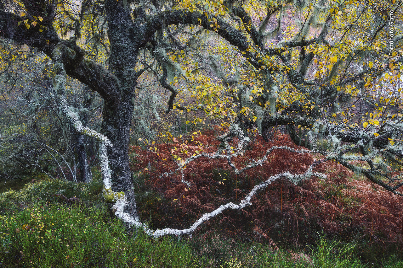   Fortunato Gatto  Wildlife Photographer of the Year | Nature Infocus