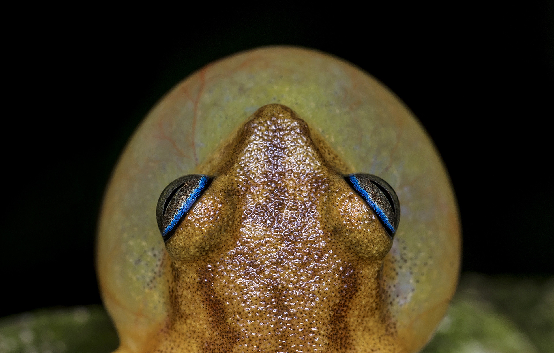 Yellow Bush Frog raorchestes luteolus