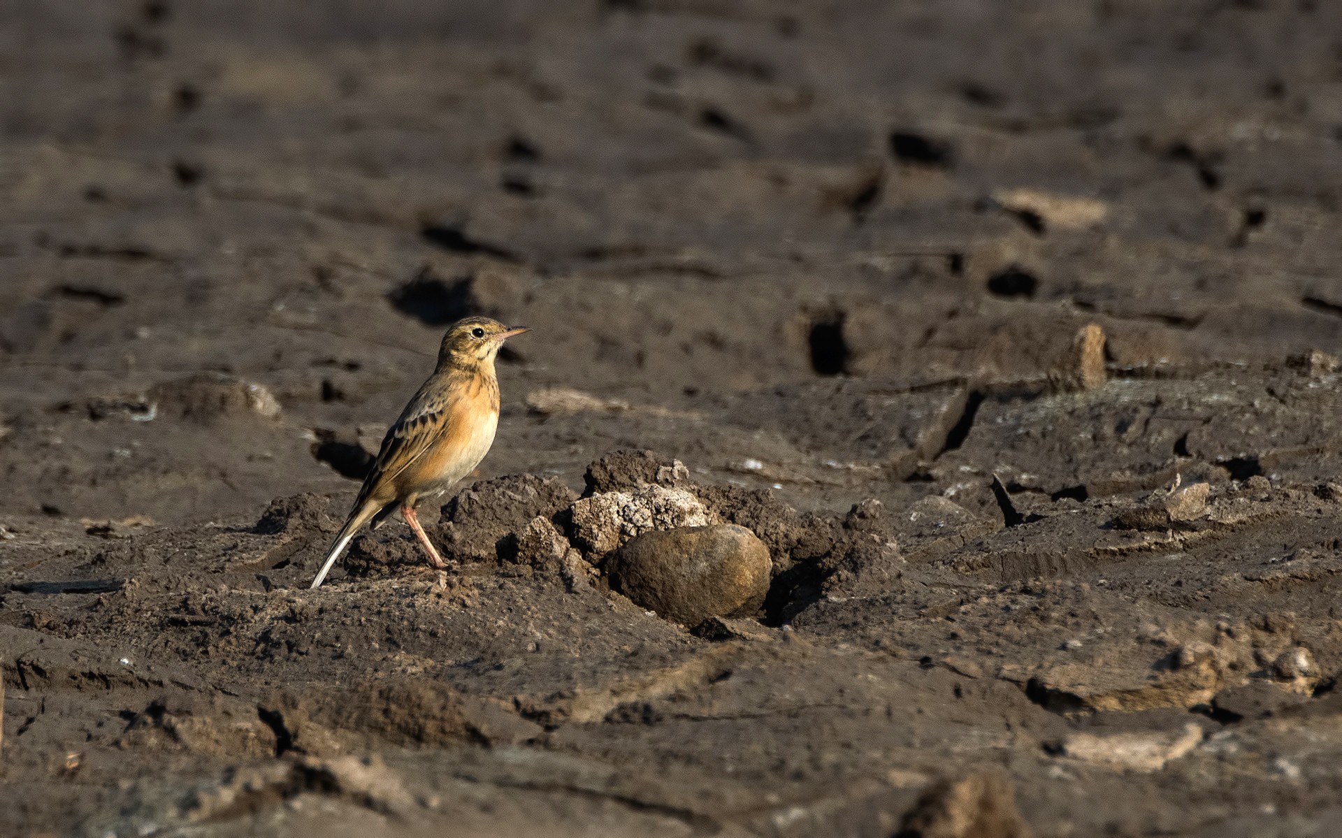 Tawny Pipit Anthus campestris