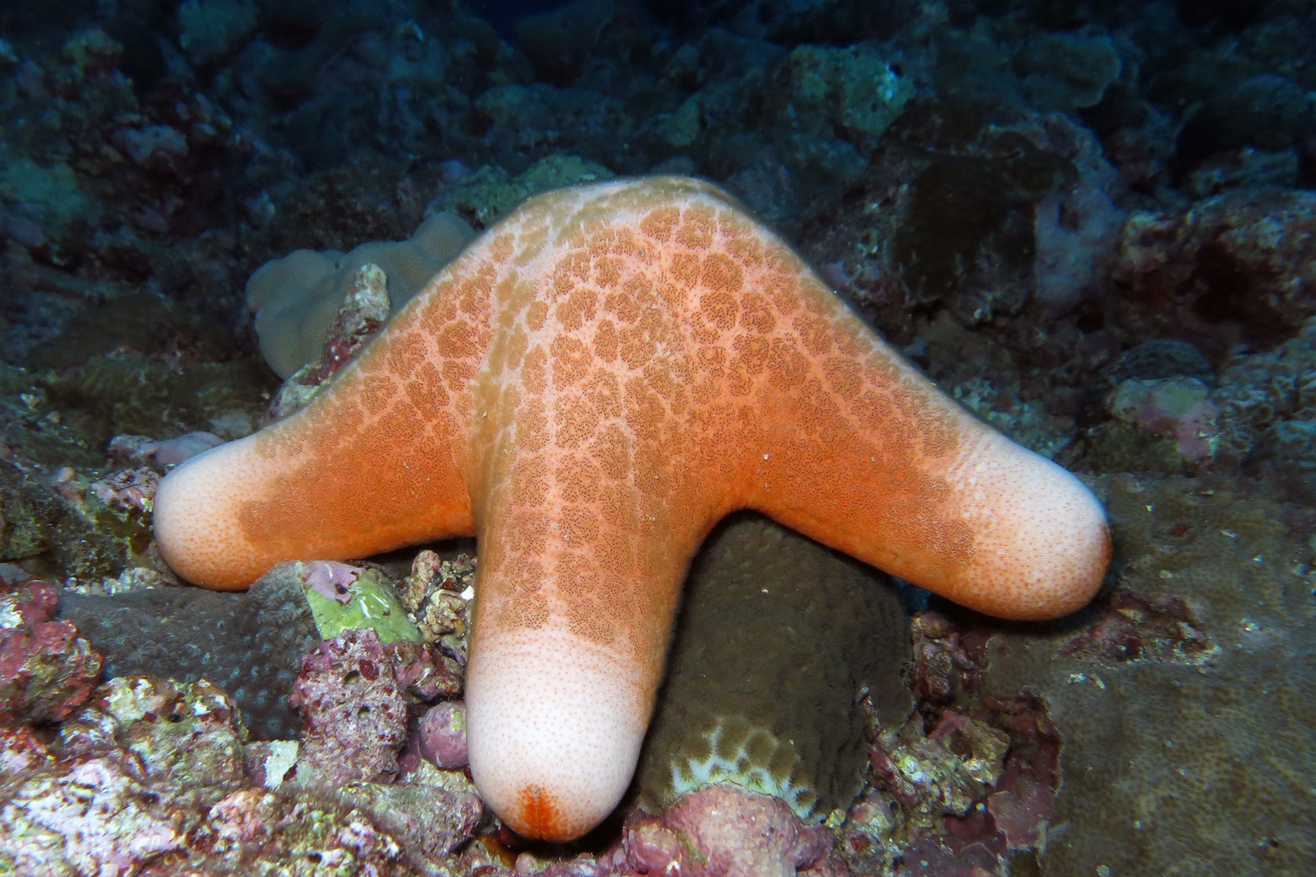 Granular sea star chorisater granulatus displying its fat arms on the reef - The Stars Of The Sea | Nature inFocus