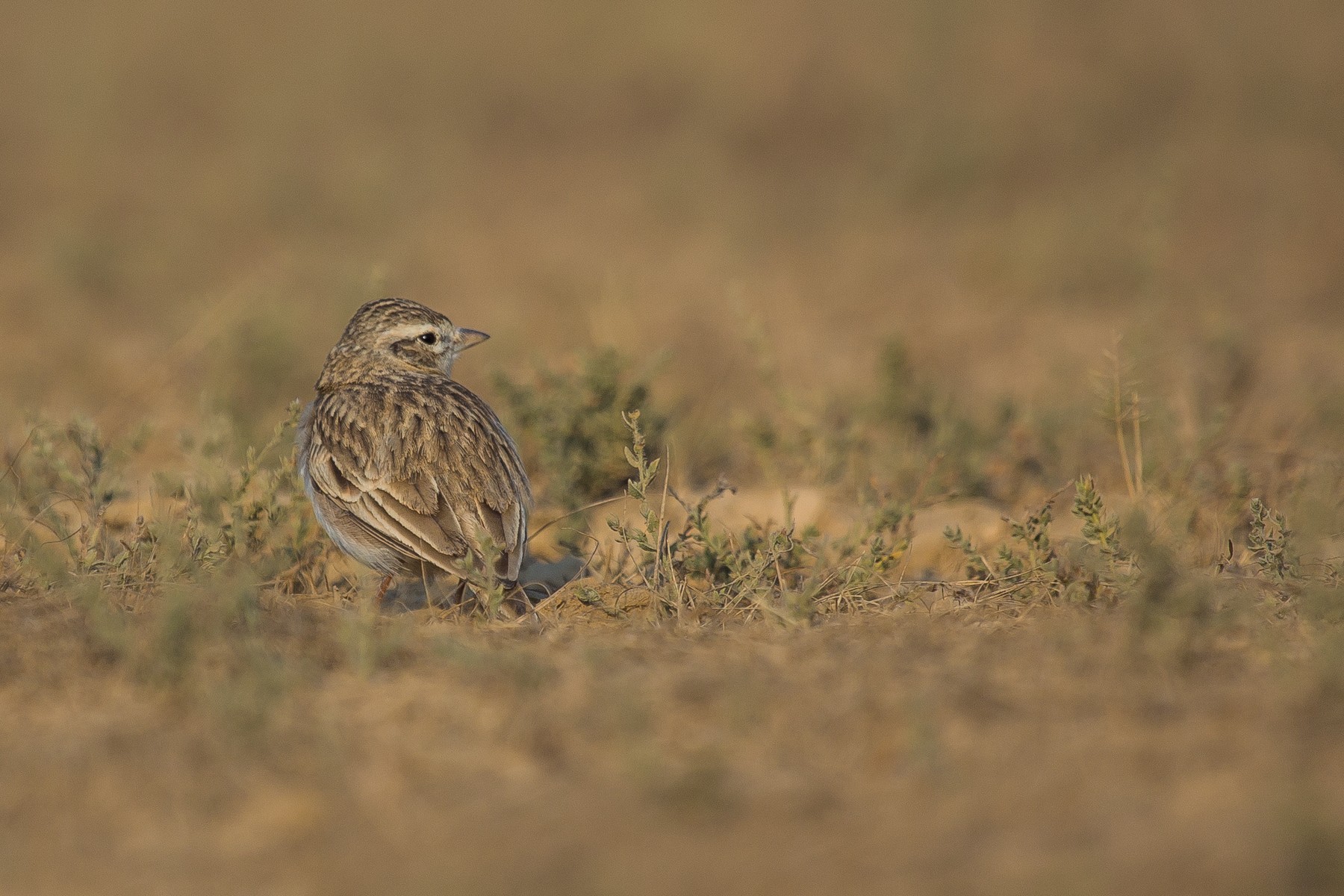 Greater Short-toed Lark Calandrella brachydactyla