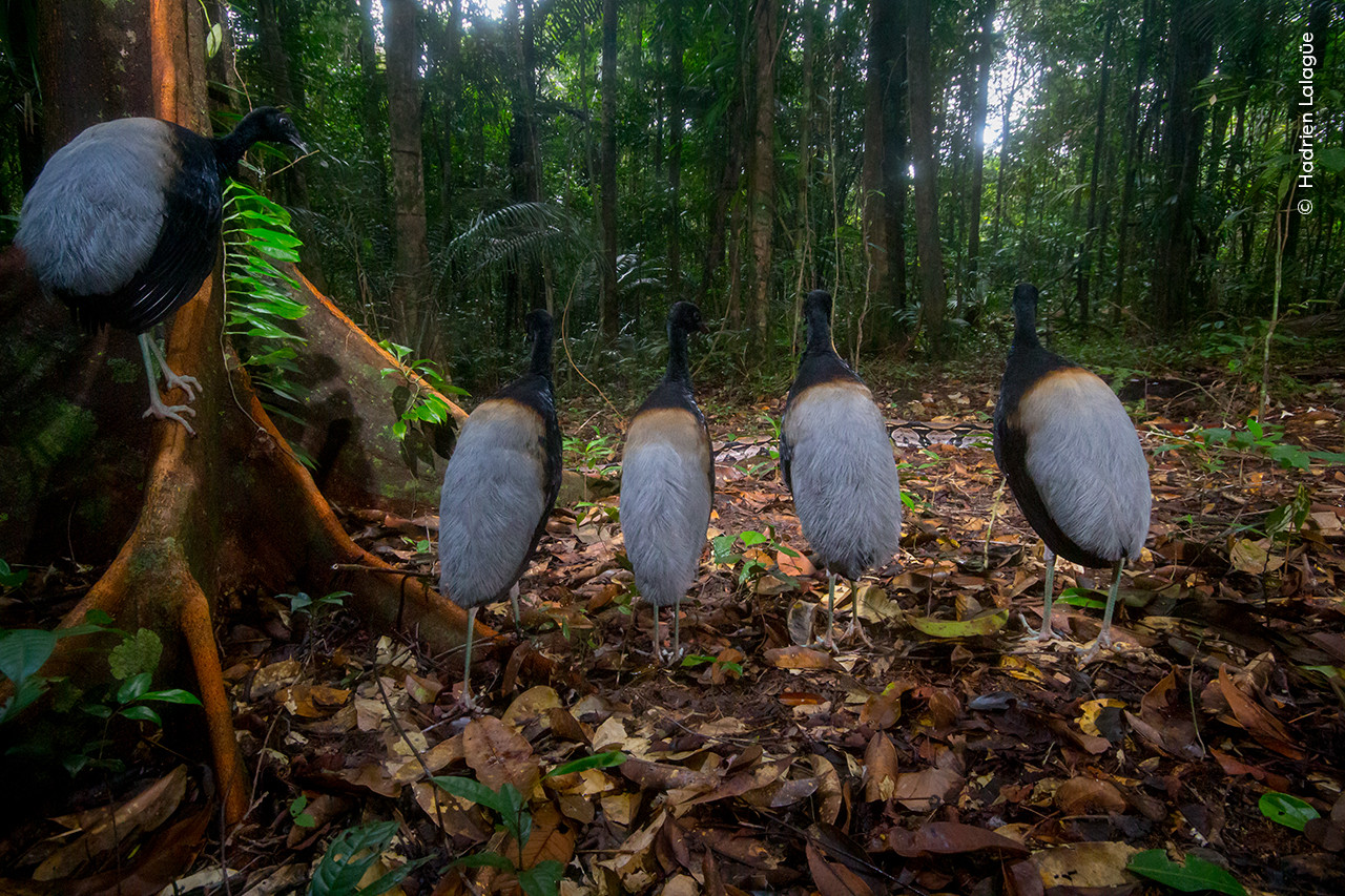   Hadrien Lalagu e  Wildlife Photographer of the Year | Nature Infocus