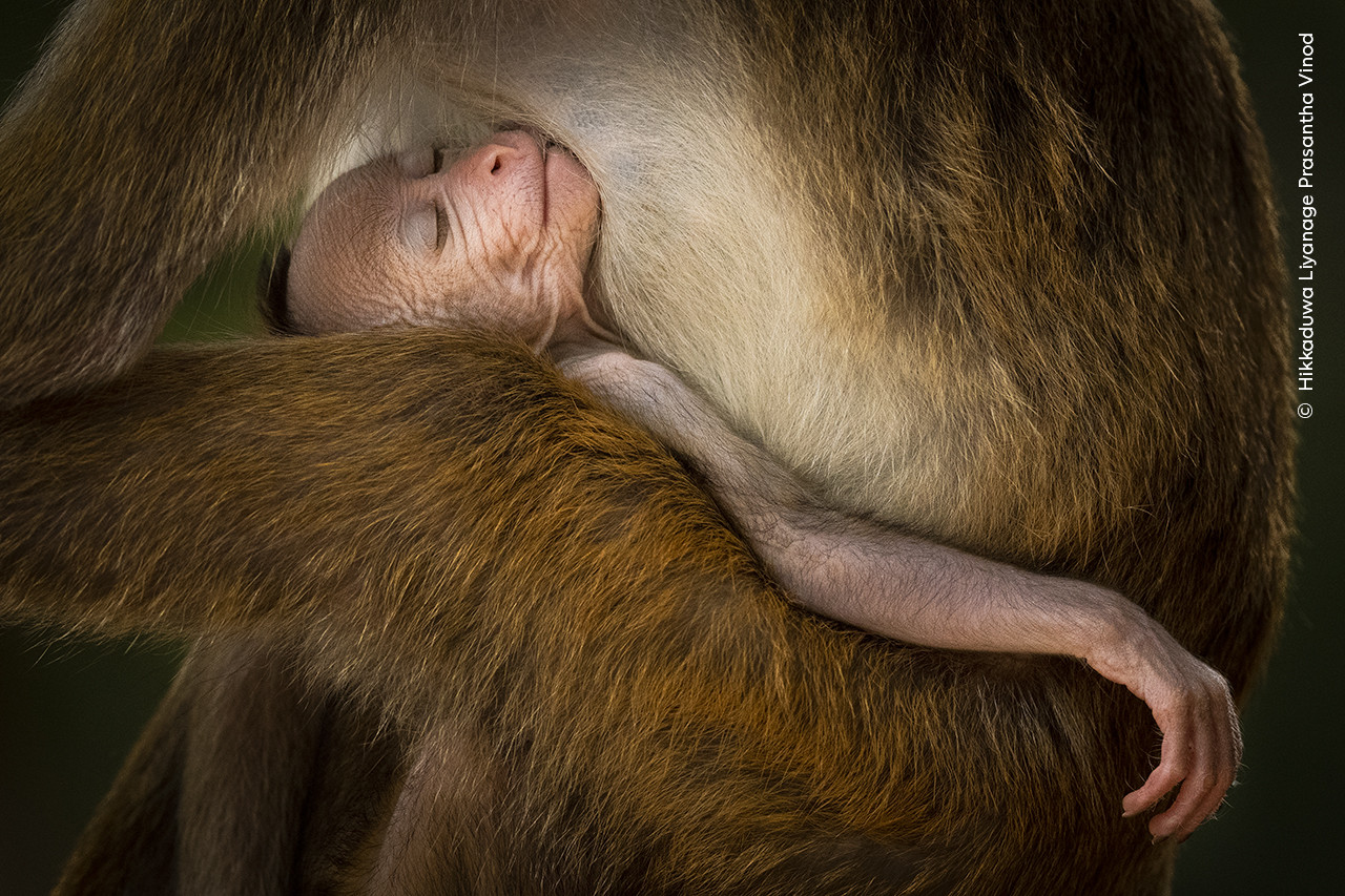   Hikkaduwa Liyanage Prasantha Vinod  Wildlife Photographer of the Year | Nature Infocus