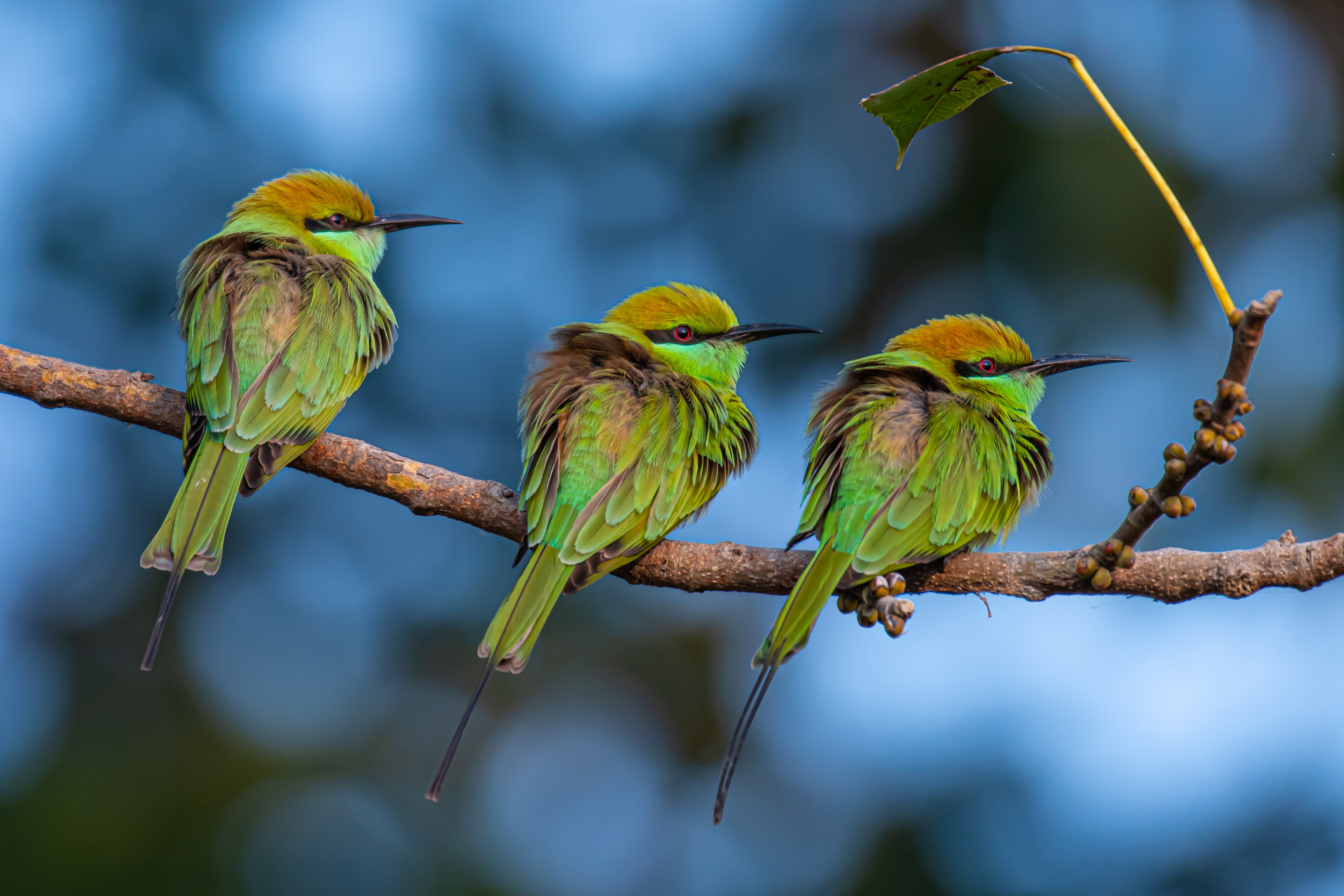 Green Bee-eaters in Kanha National Park