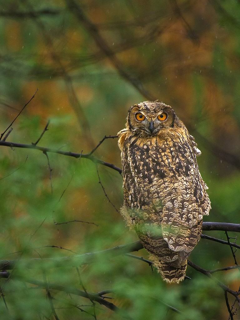 Indian Eagle Owl Bubo bengalensis