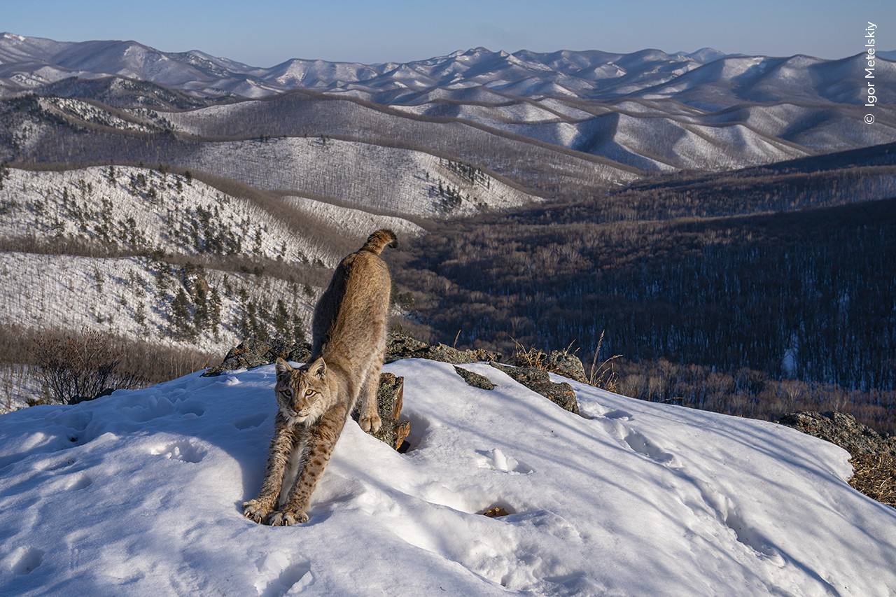   Igor Metelskiy  Wildlife Photographer of the Year | Nature Infocus