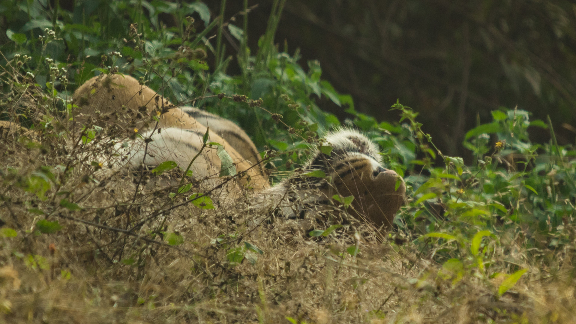 Image arpit parekh pp - Battle Of The Behemoths d | Nature inFocus