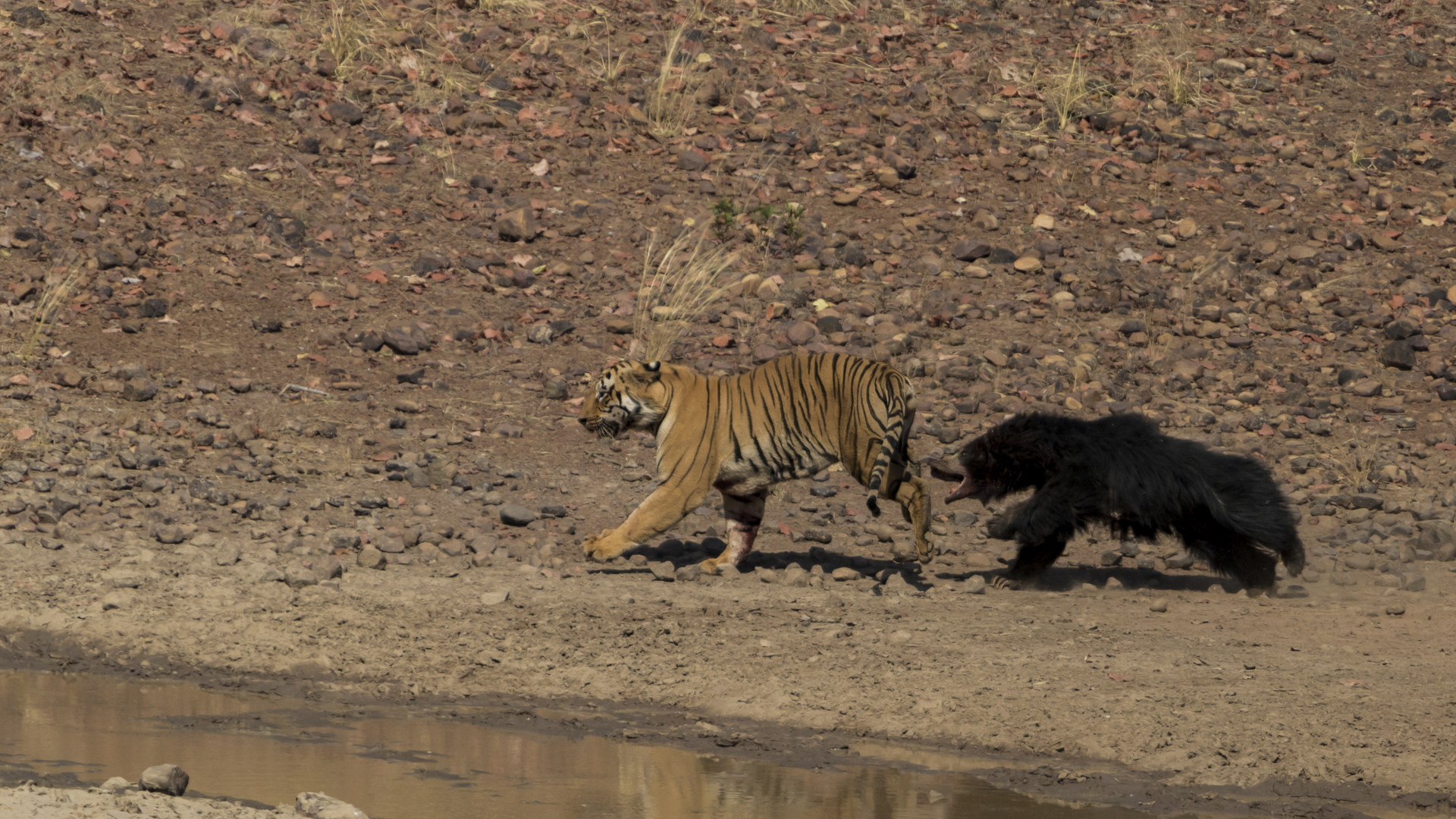 Image arpit parekh pp - Battle Of The Behemoths d | Nature inFocus