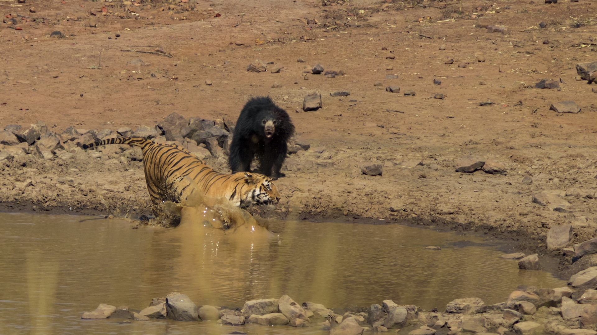 Image arpit parekh pp - Battle Of The Behemoths d | Nature inFocus