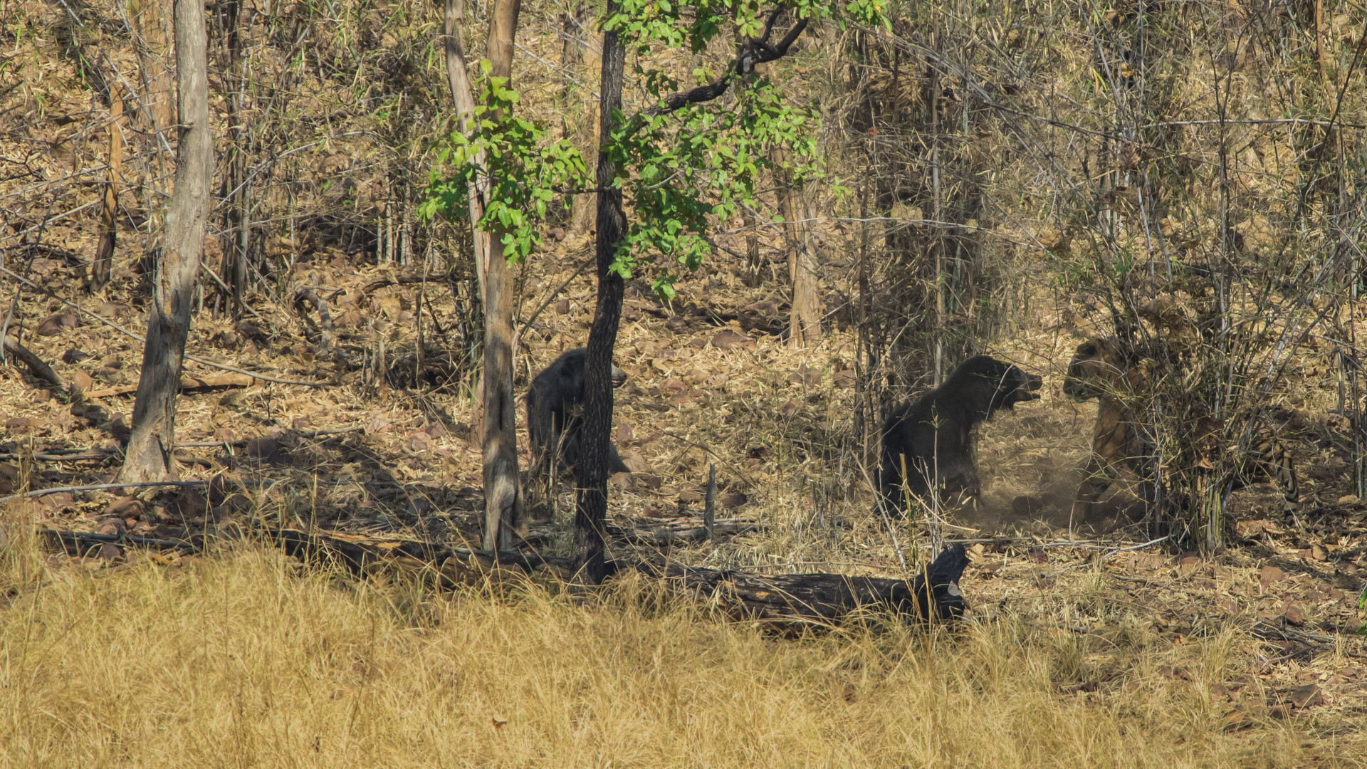 Image arpit parekh pp - Battle Of The Behemoths d | Nature inFocus