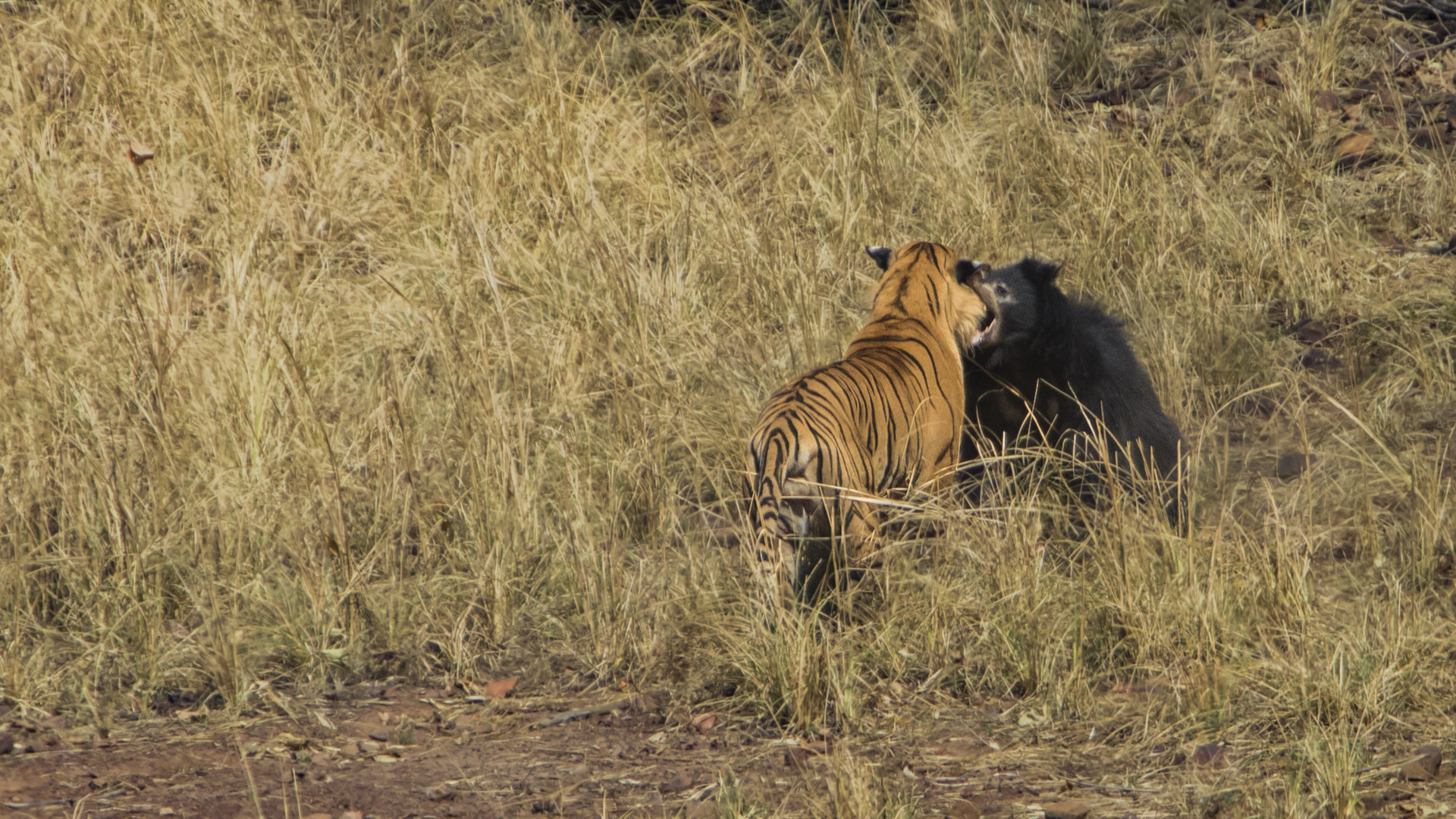 Image arpit parekh pp - Battle Of The Behemoths d | Nature inFocus