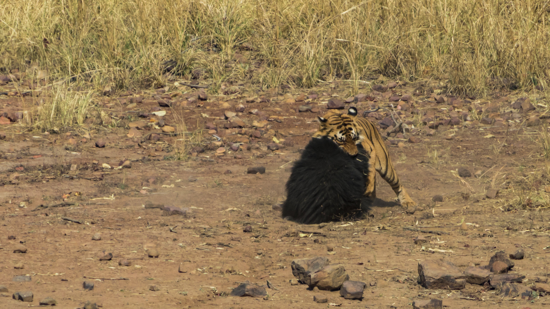 Image arpit parekh pp - Battle Of The Behemoths d | Nature inFocus