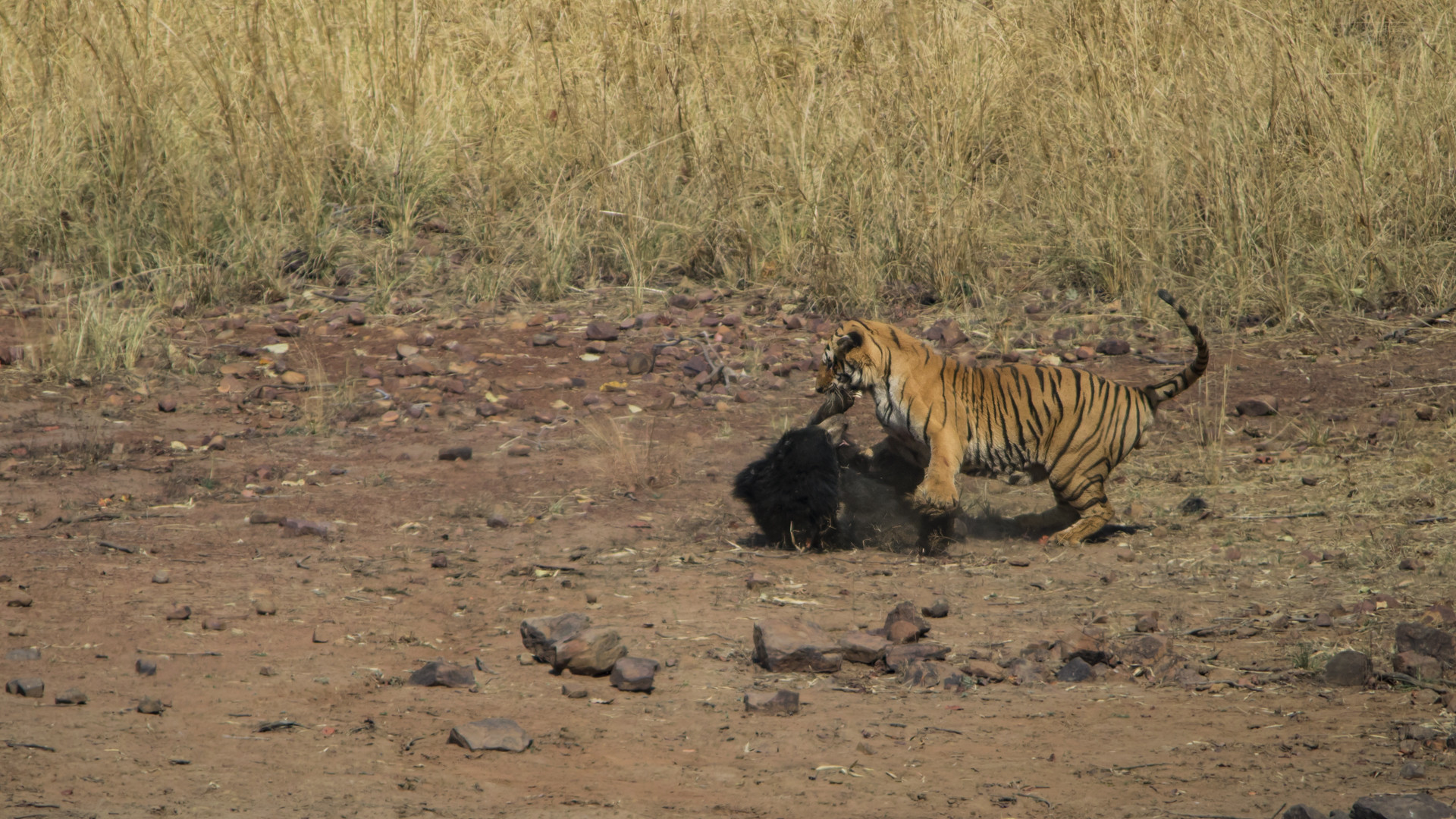 Image arpit parekh pp - Battle Of The Behemoths d | Nature inFocus