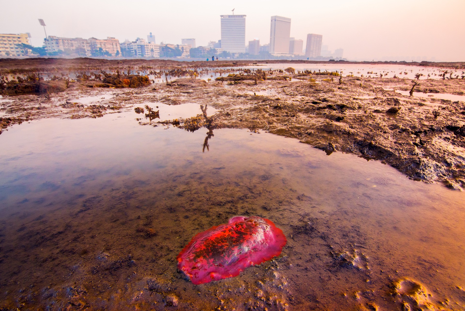 Dorid Sea Slug (Dendrodoris fumata) in Marine Drive, Mumbai