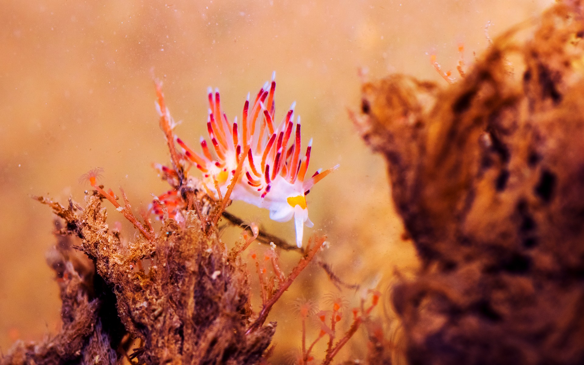 Sea Slug (Cratena sp.) feeding on hydroid polyps