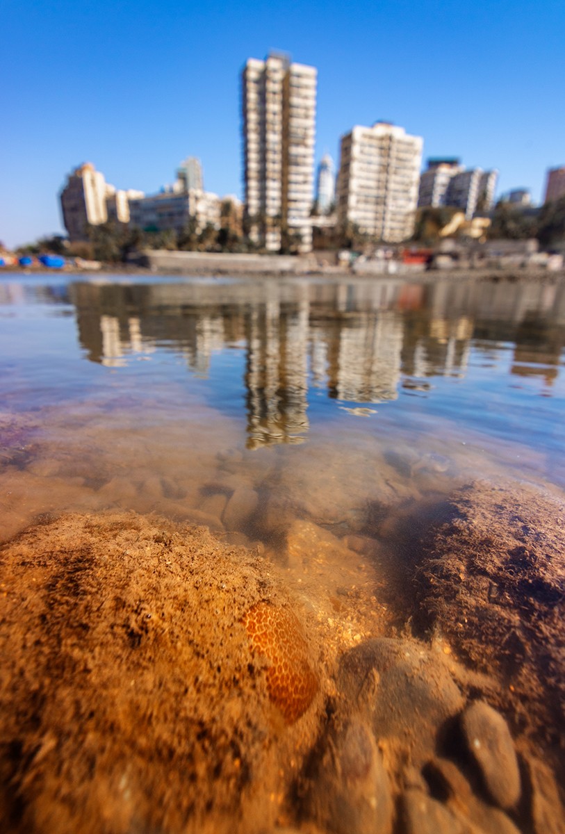 A hard coral colony in a tidal pool near the Haji Ali Dargah