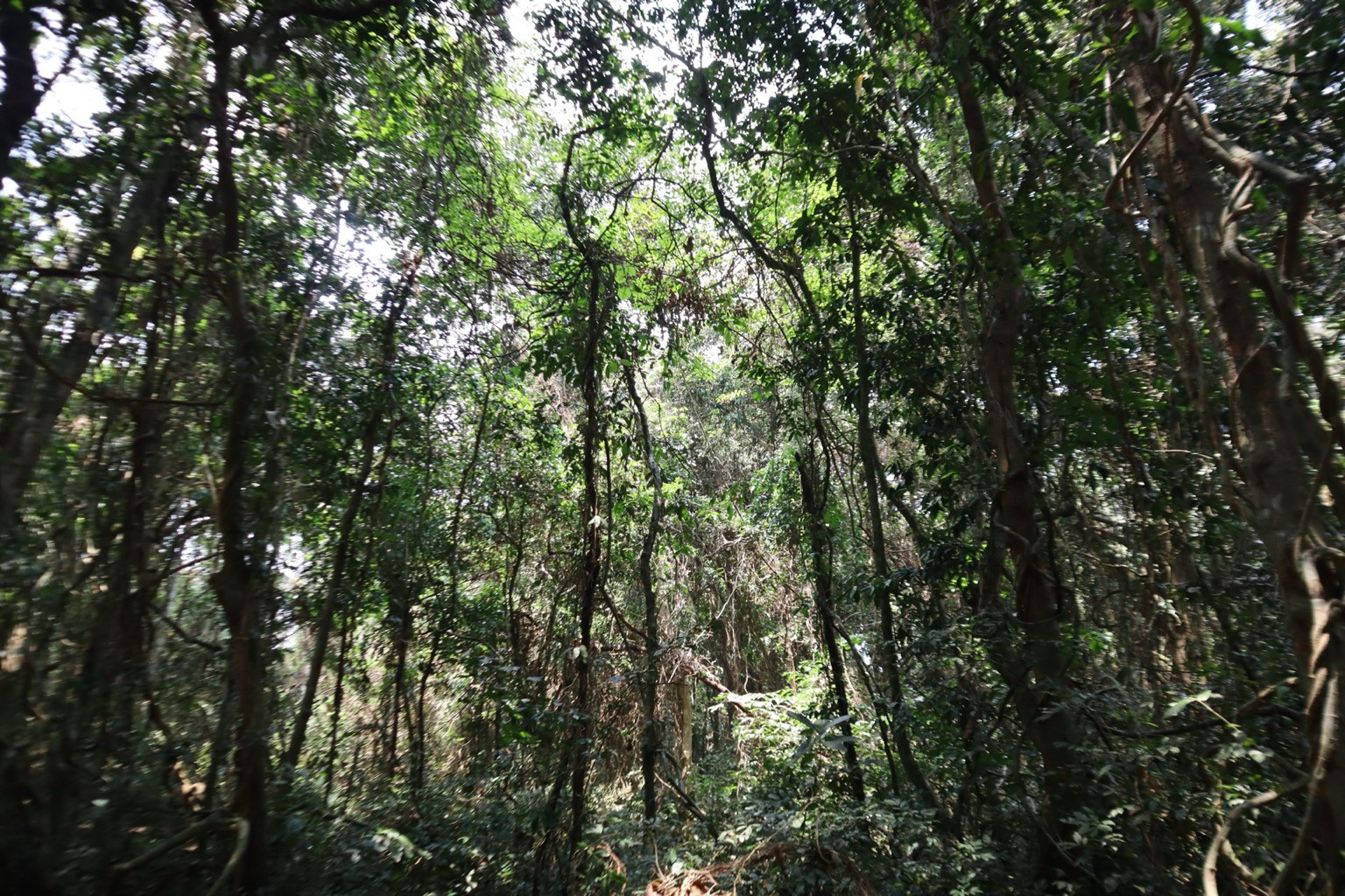 IMG      | Nature Infocus