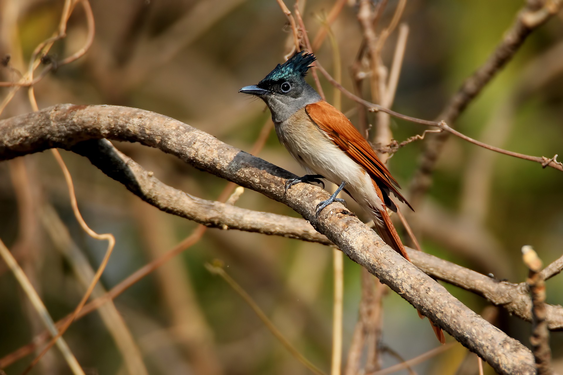 Indian paradise flycatcher female
