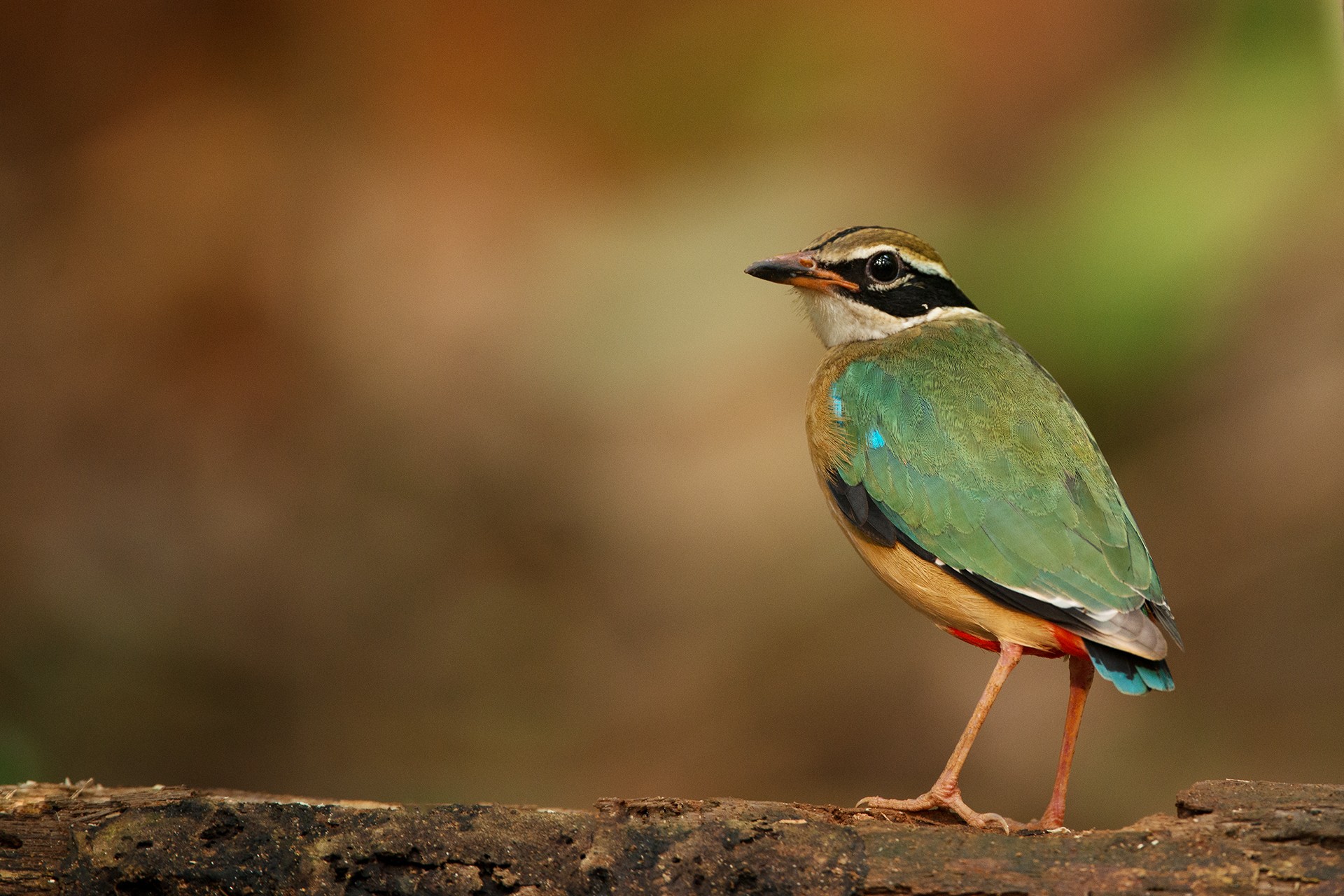 Indian Pitta Pitta brachyura